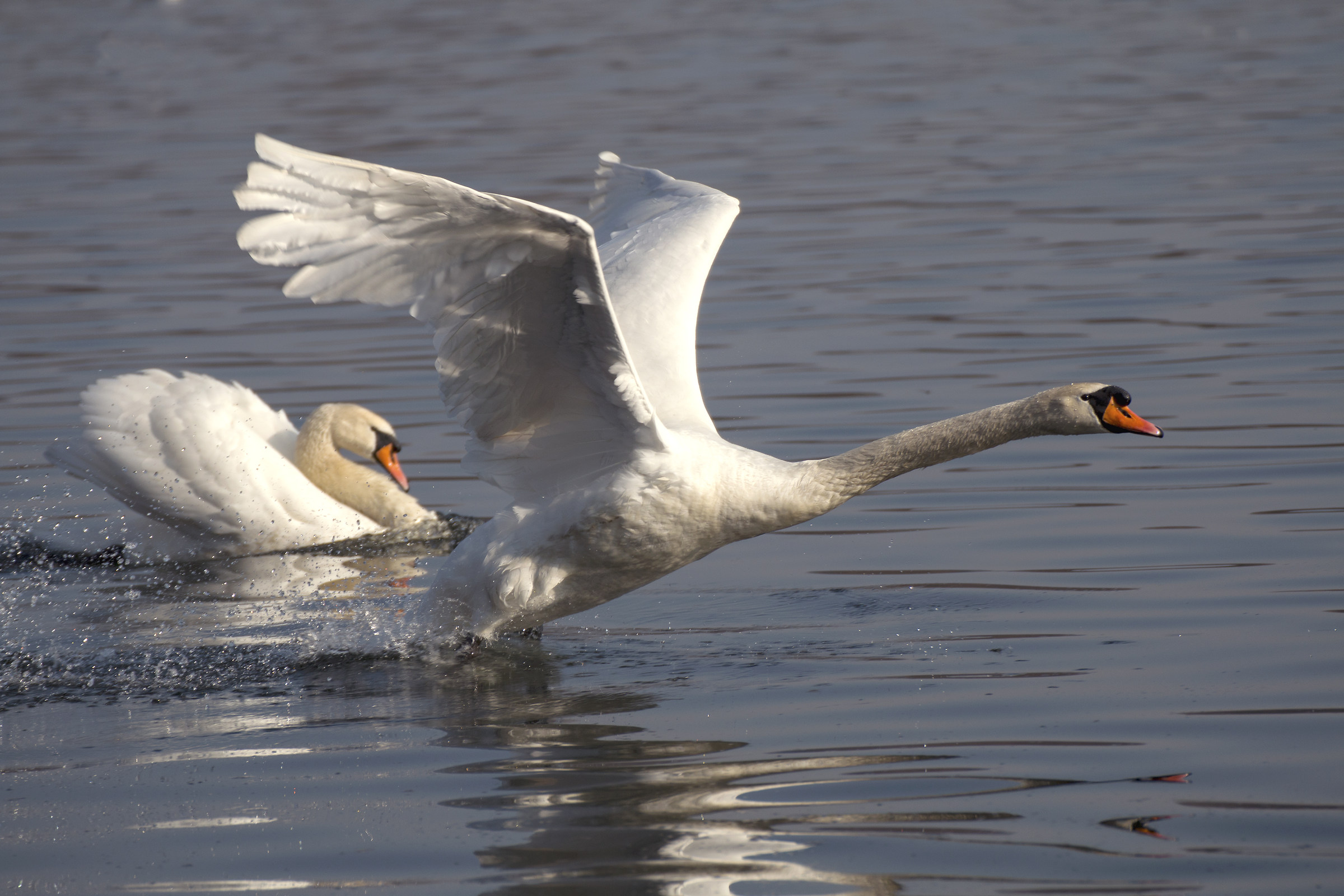The Flight of the Swan 1