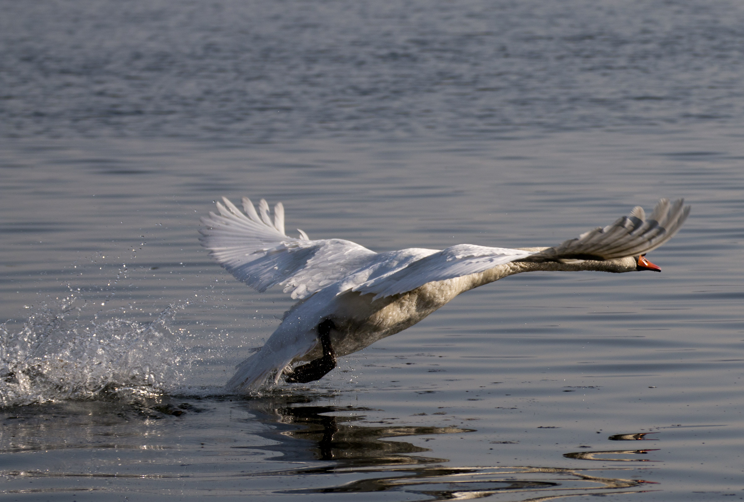The Flight of the Swan 3