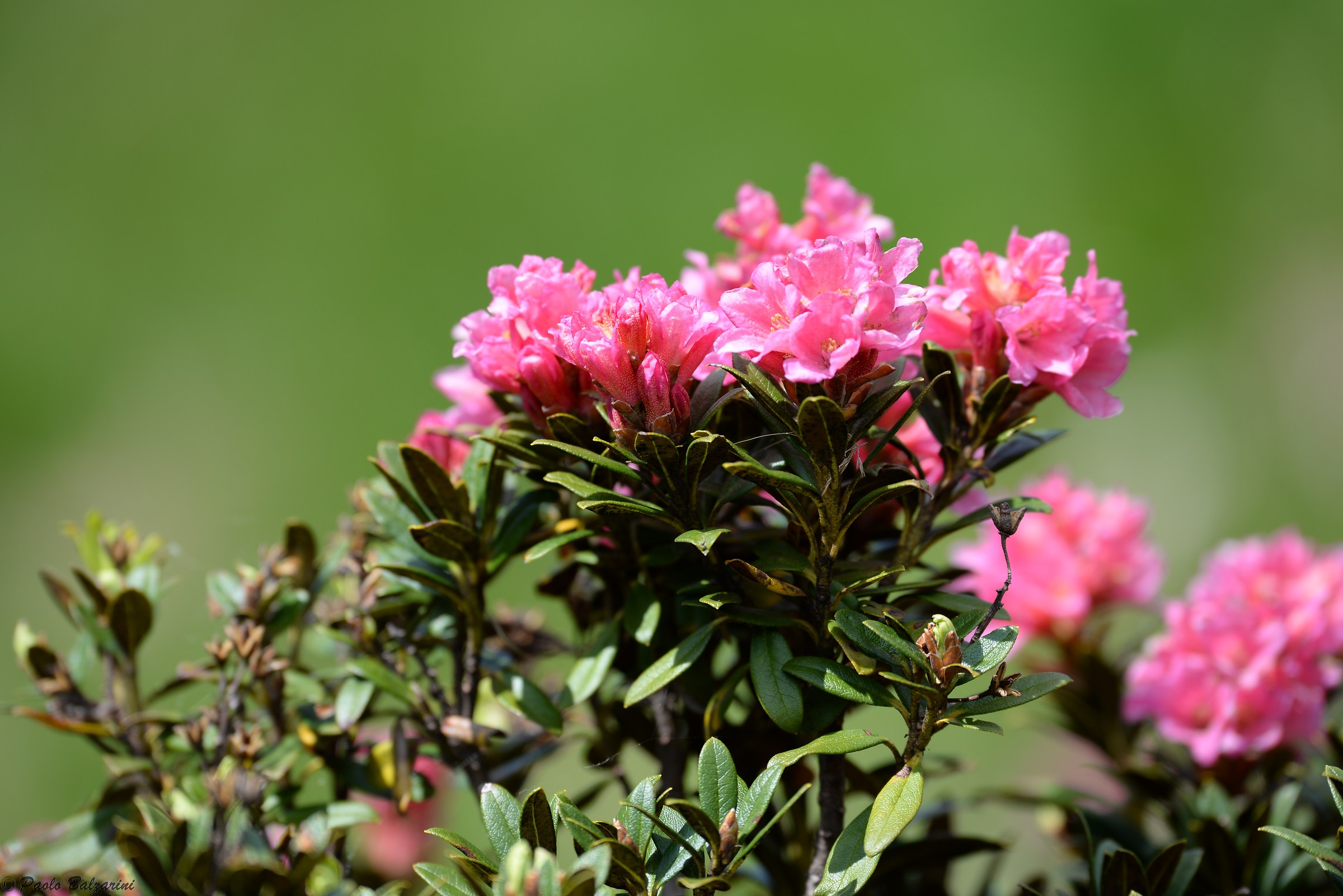 Rhododendron mountain first blooms