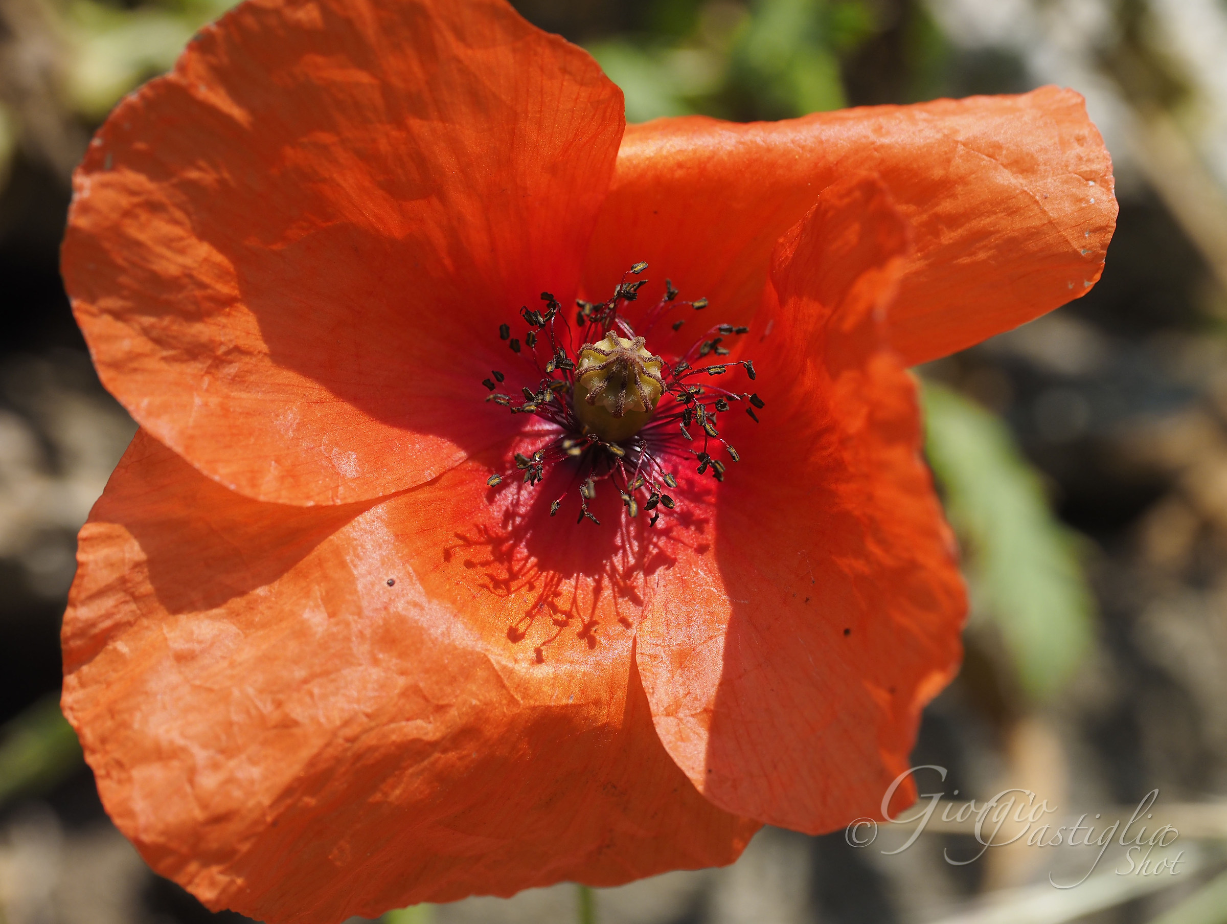 Allenamento in attesa del 60 macro (1)