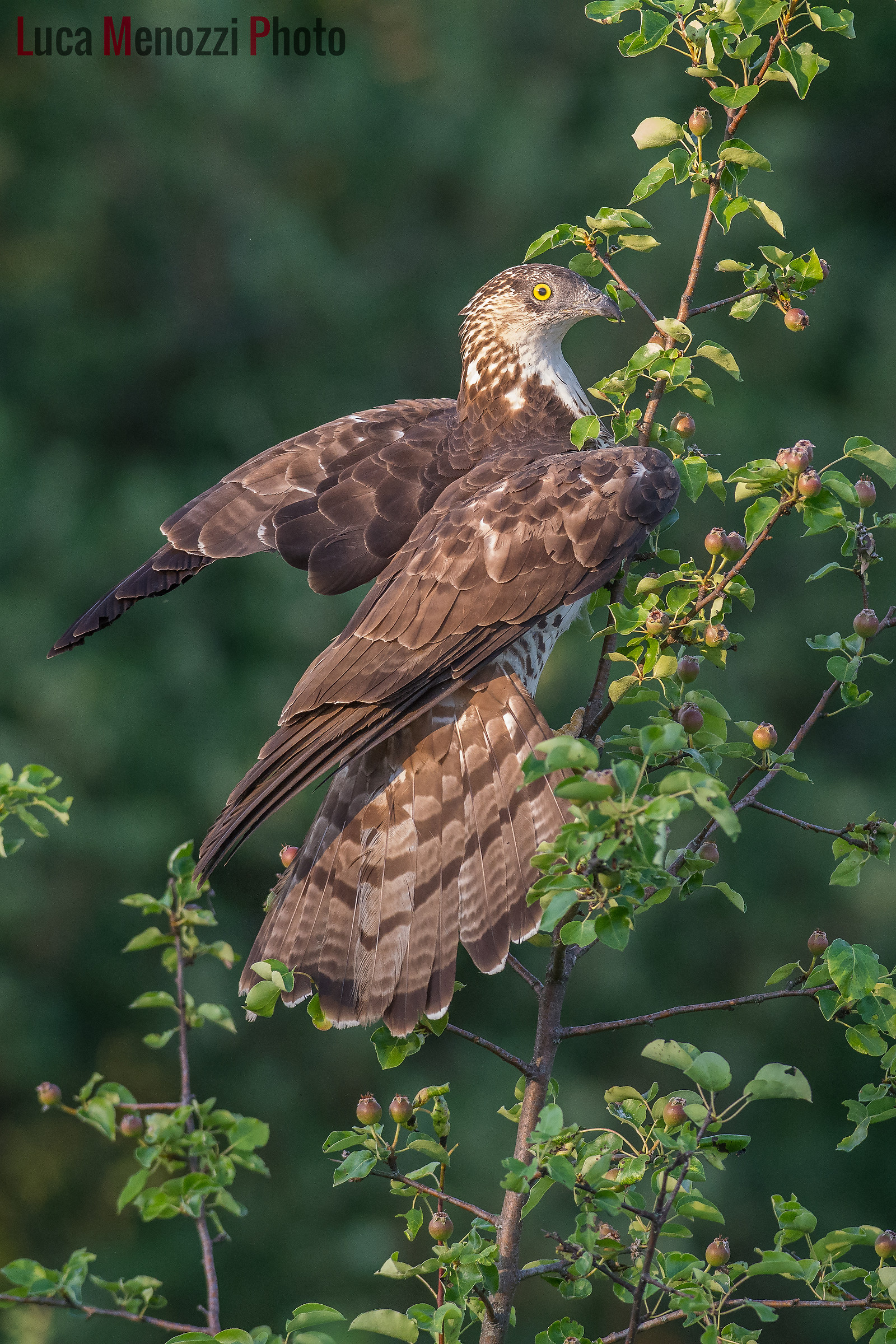 Buzzard