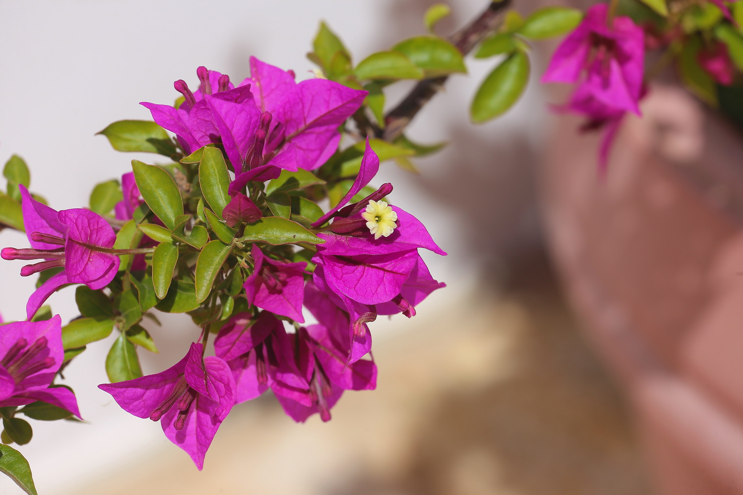 bougainvillea blooming