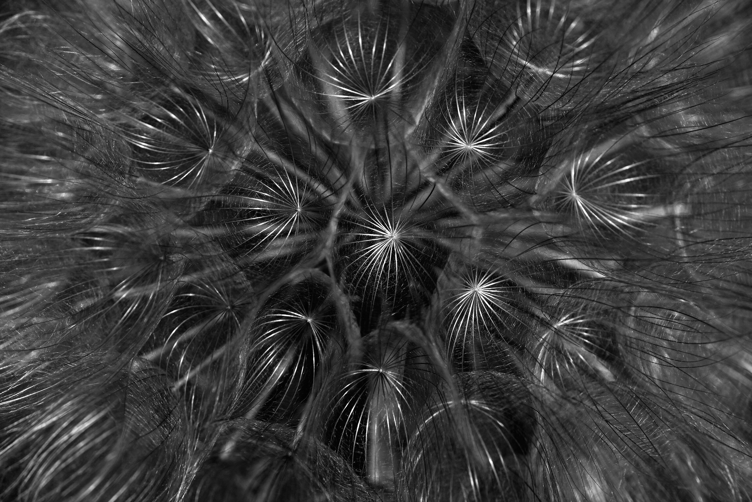 The usual shower head ....