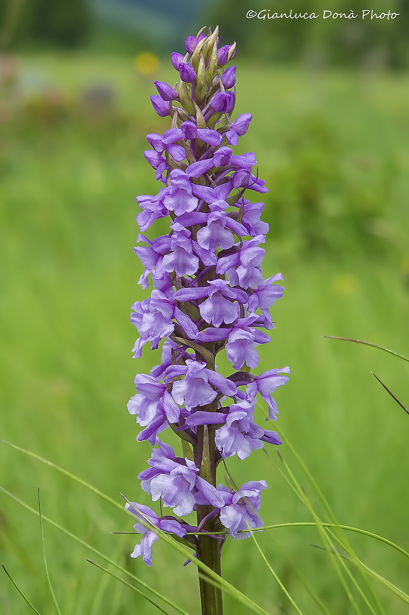 Gymnadenia conopsea (l.) R. Br. 1813