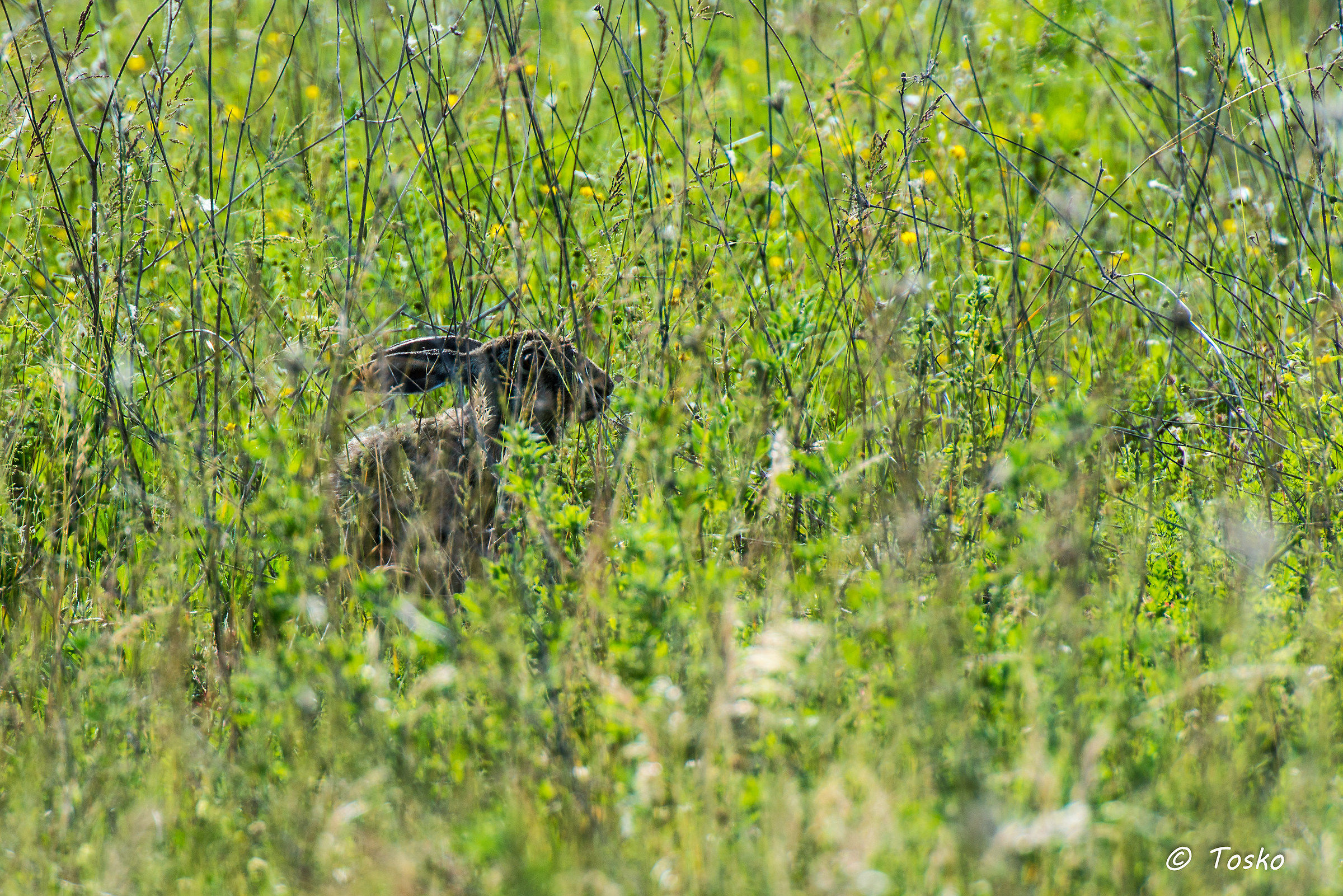 Lepre mimetizzata nell'erba alta di maggio