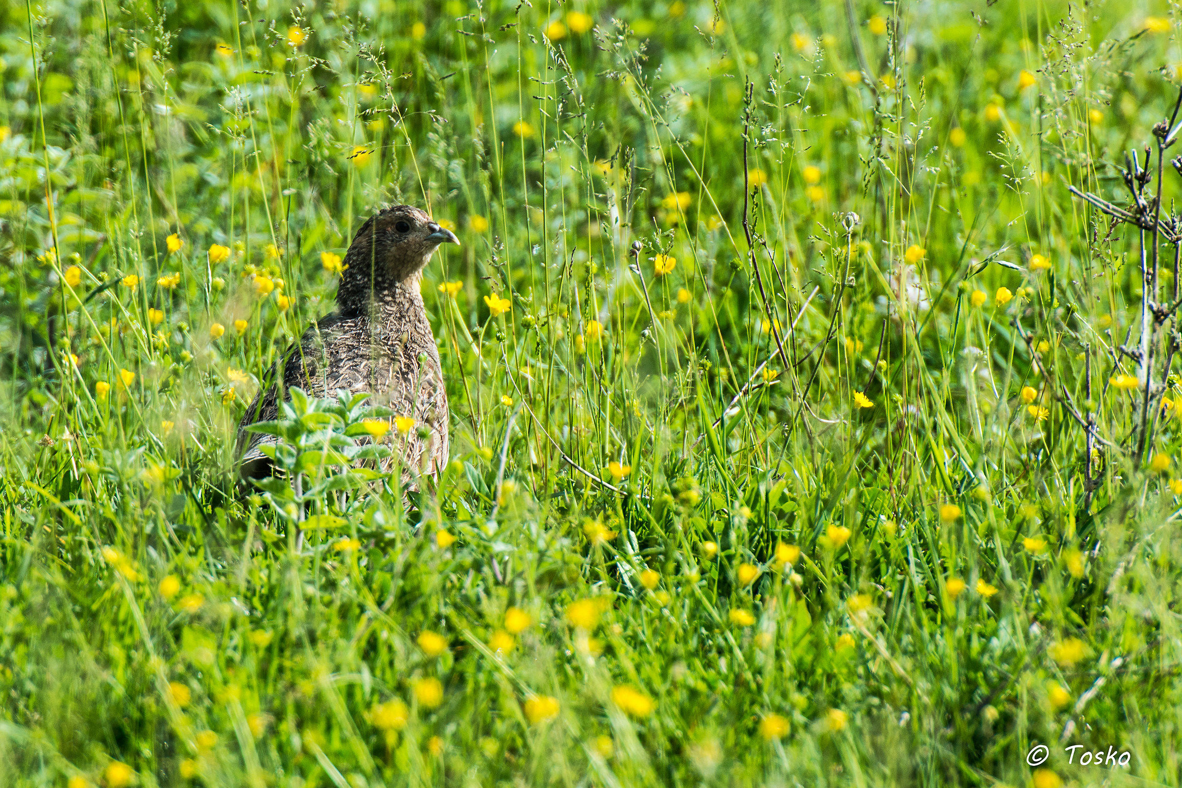 una starna si gode l'ultimo sole