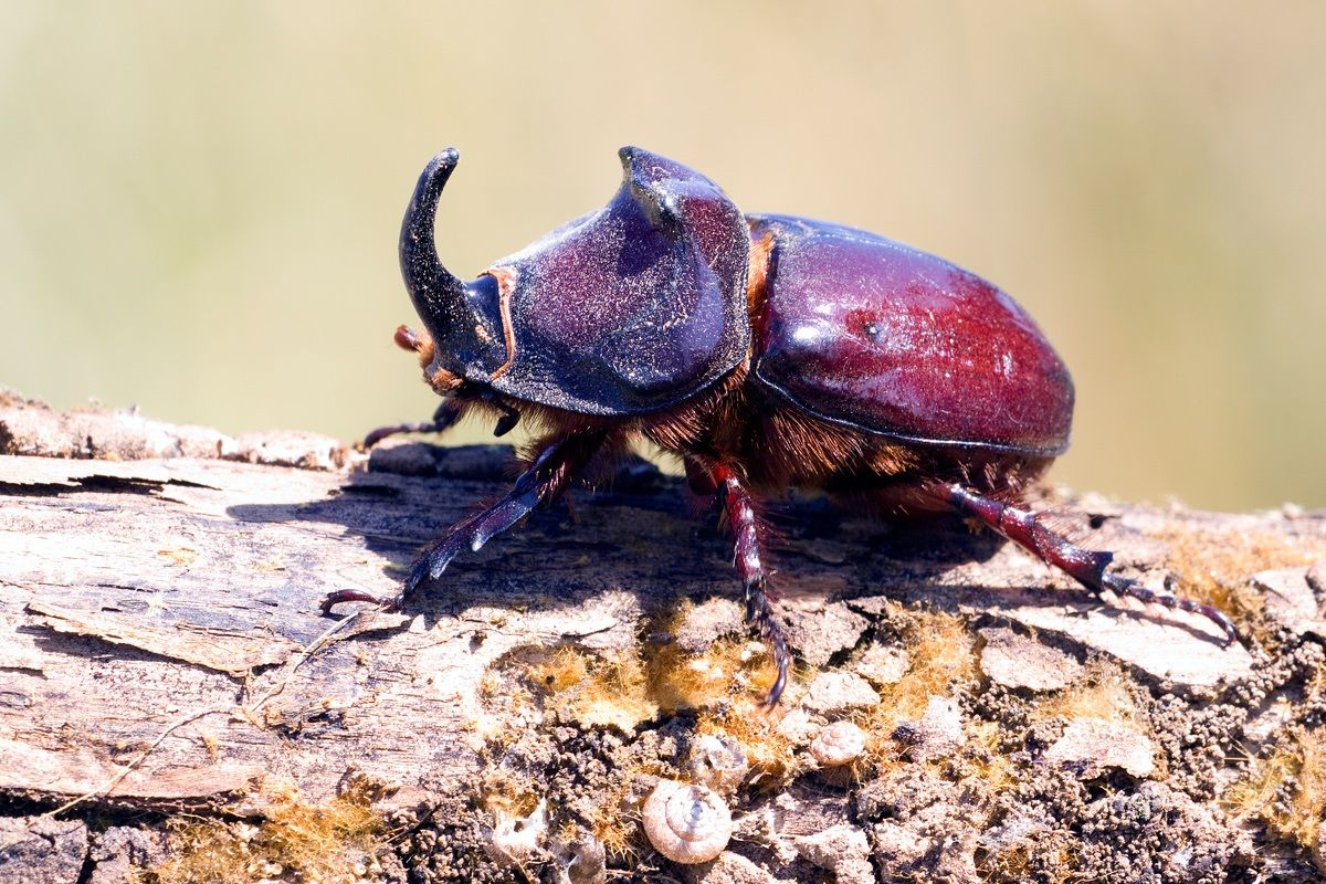 rhinoceros beetle