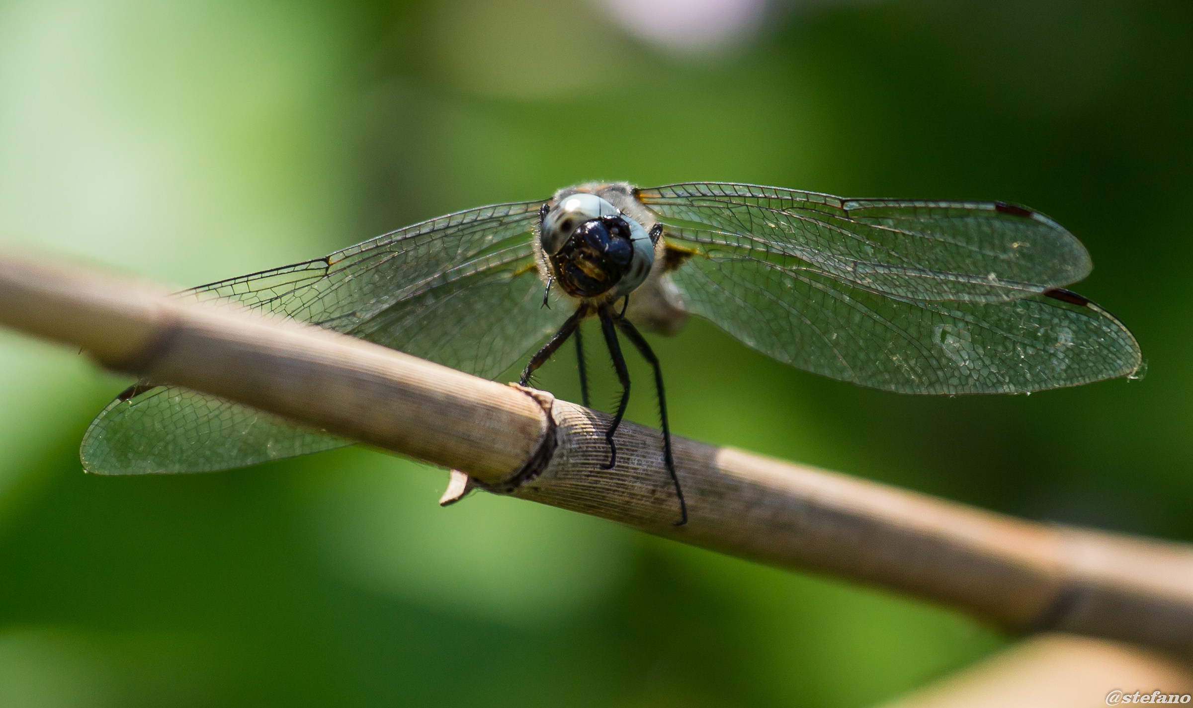 libelulla