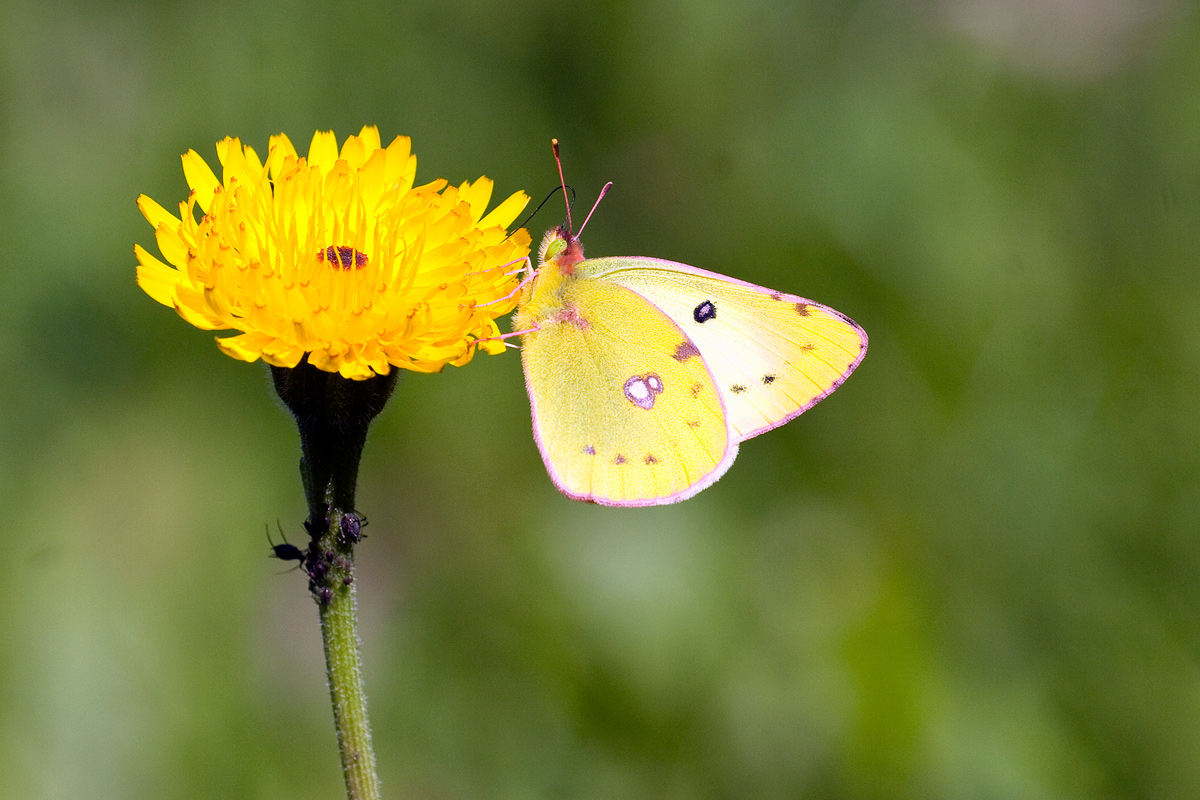 colias alfacariensis