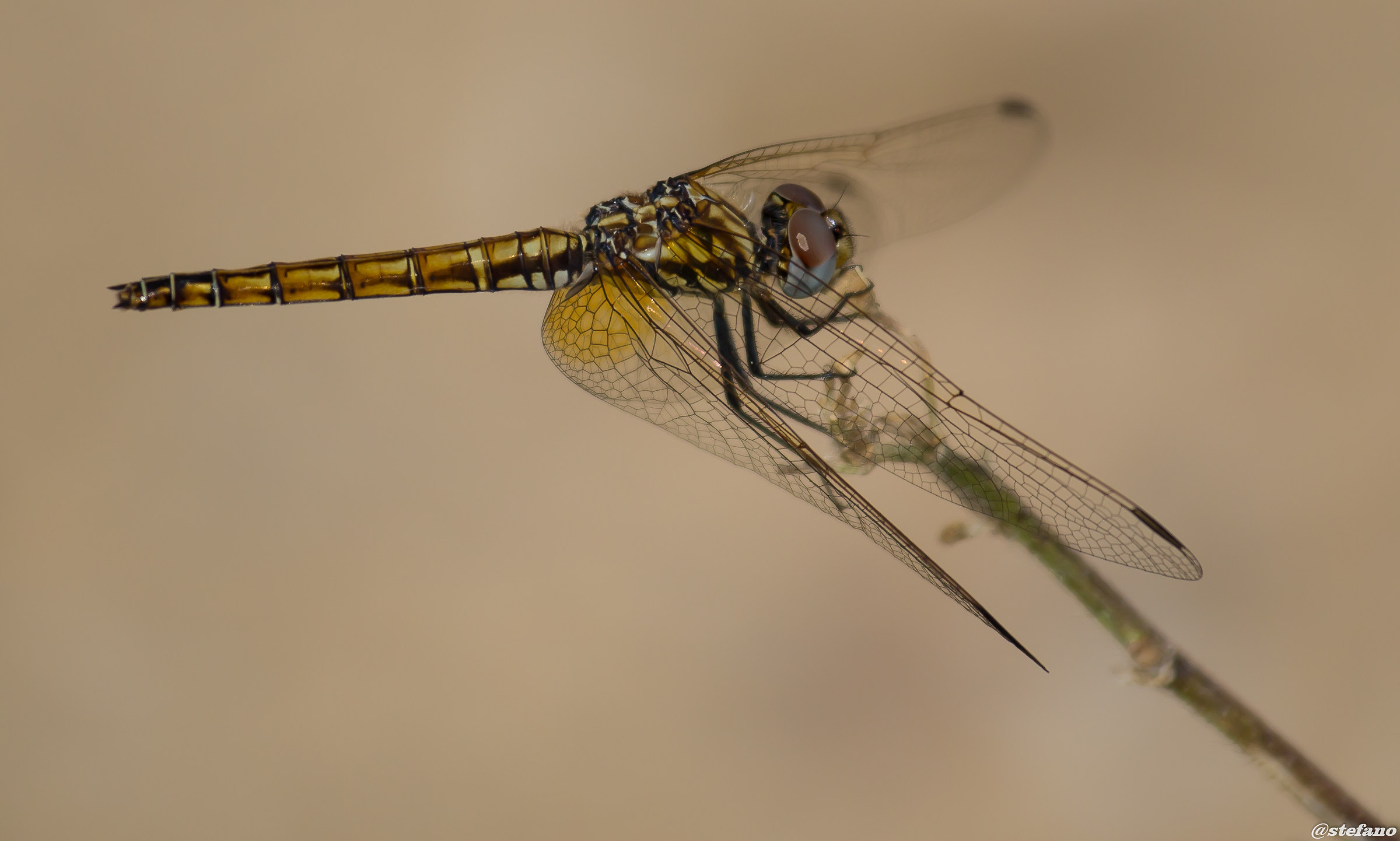 libelulla
