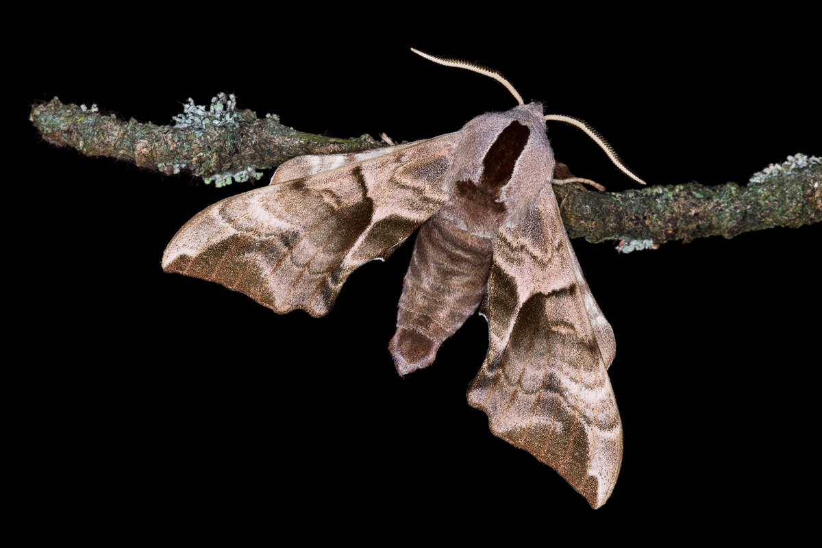 Sfinge ocellata (Imago)