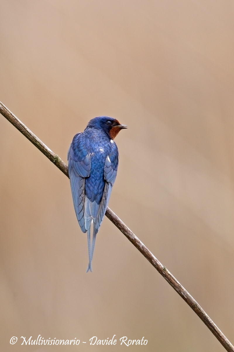 a simple swallow
