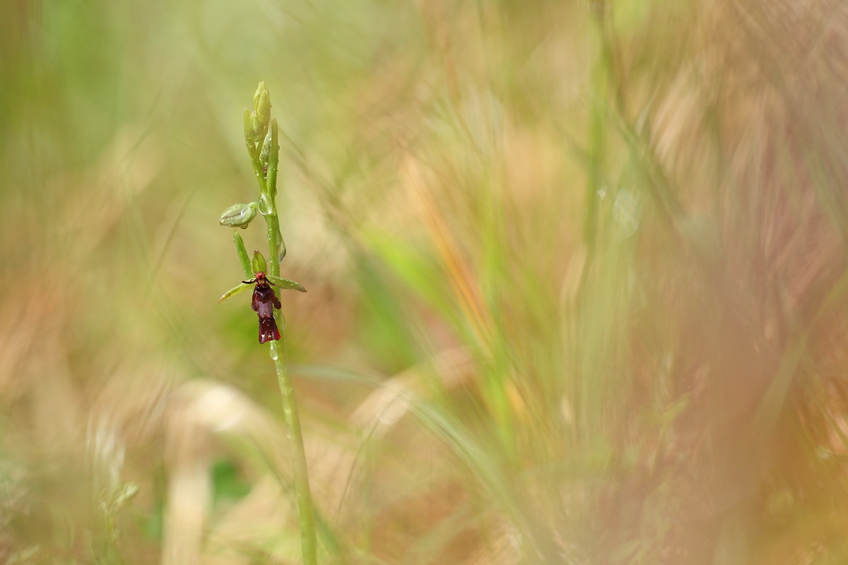 Tra i cespugli bagnati