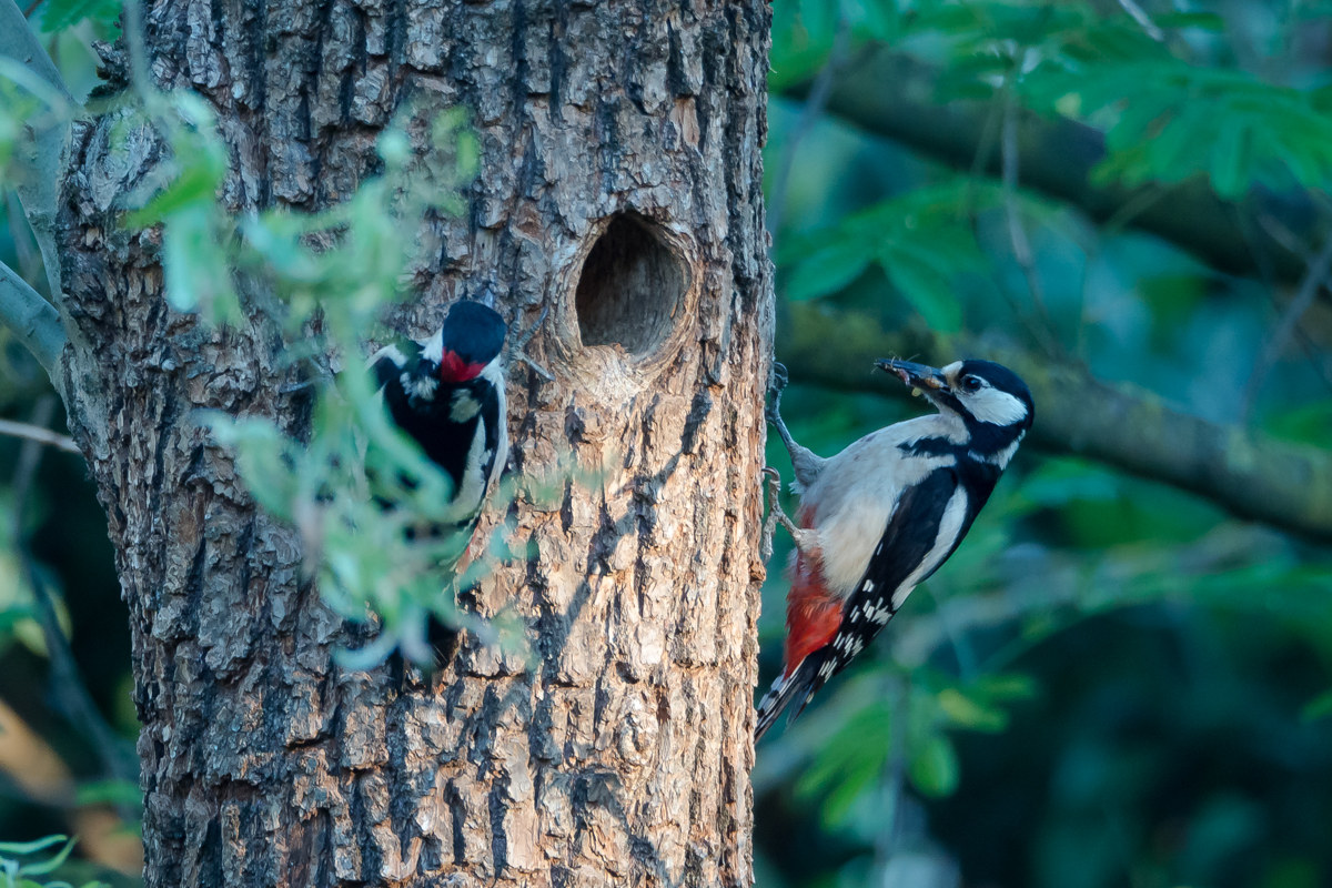 Mom and Dad woodpecker