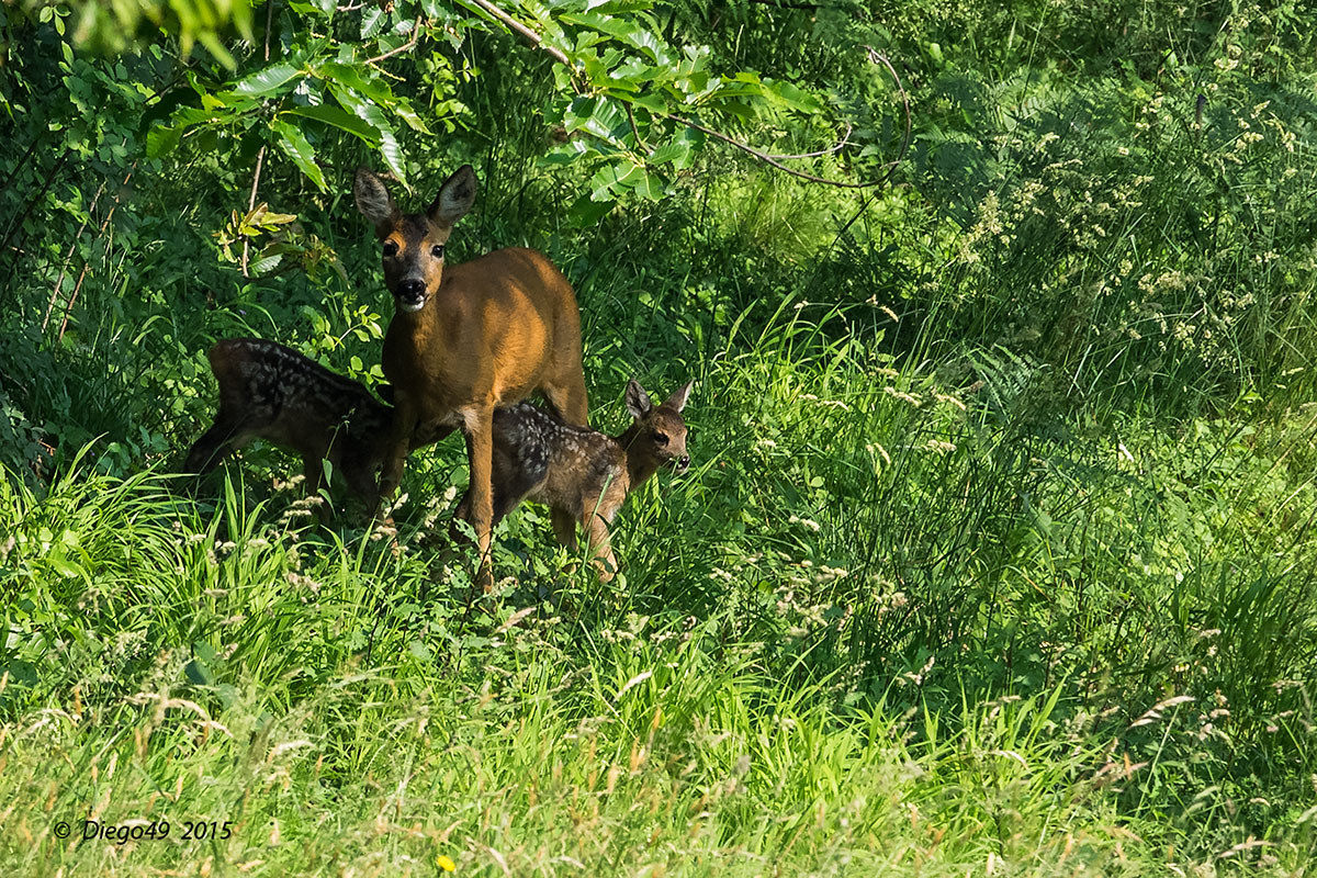 Fra una poppata e un'altra ..
