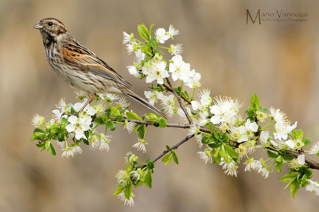 Migliarino di palude