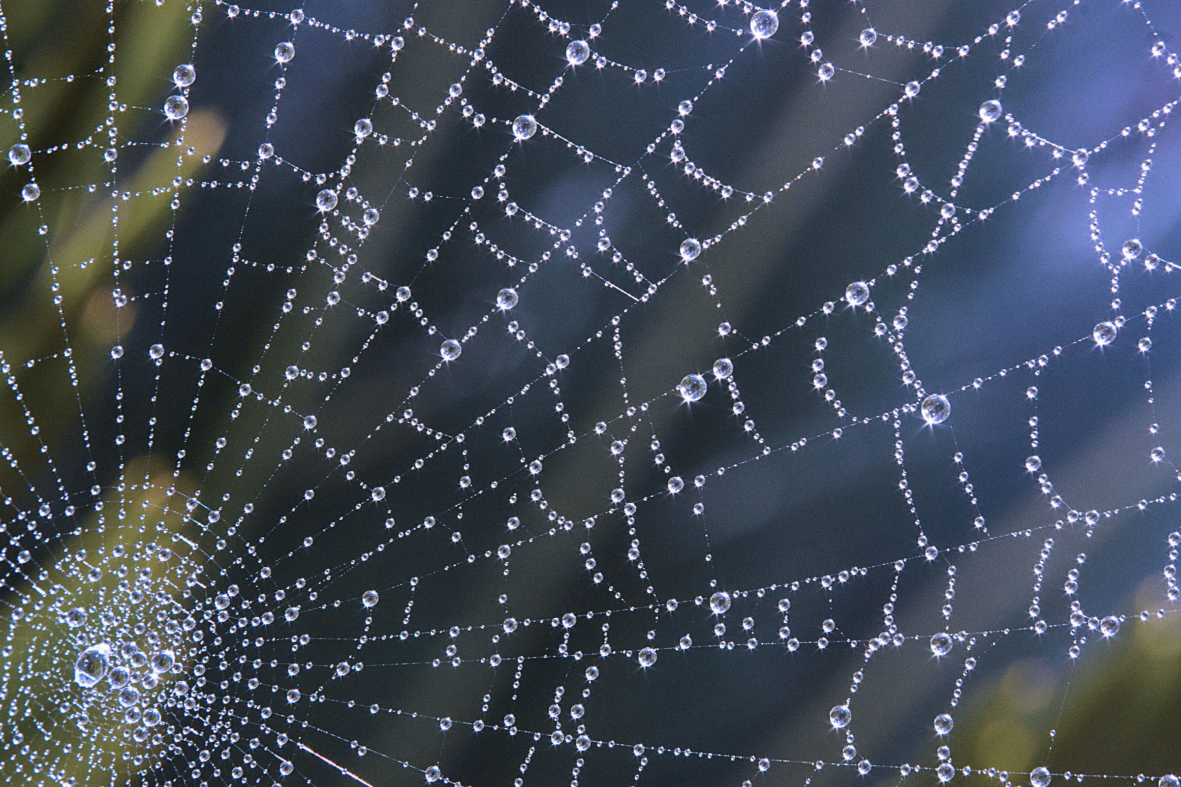in the spider's web