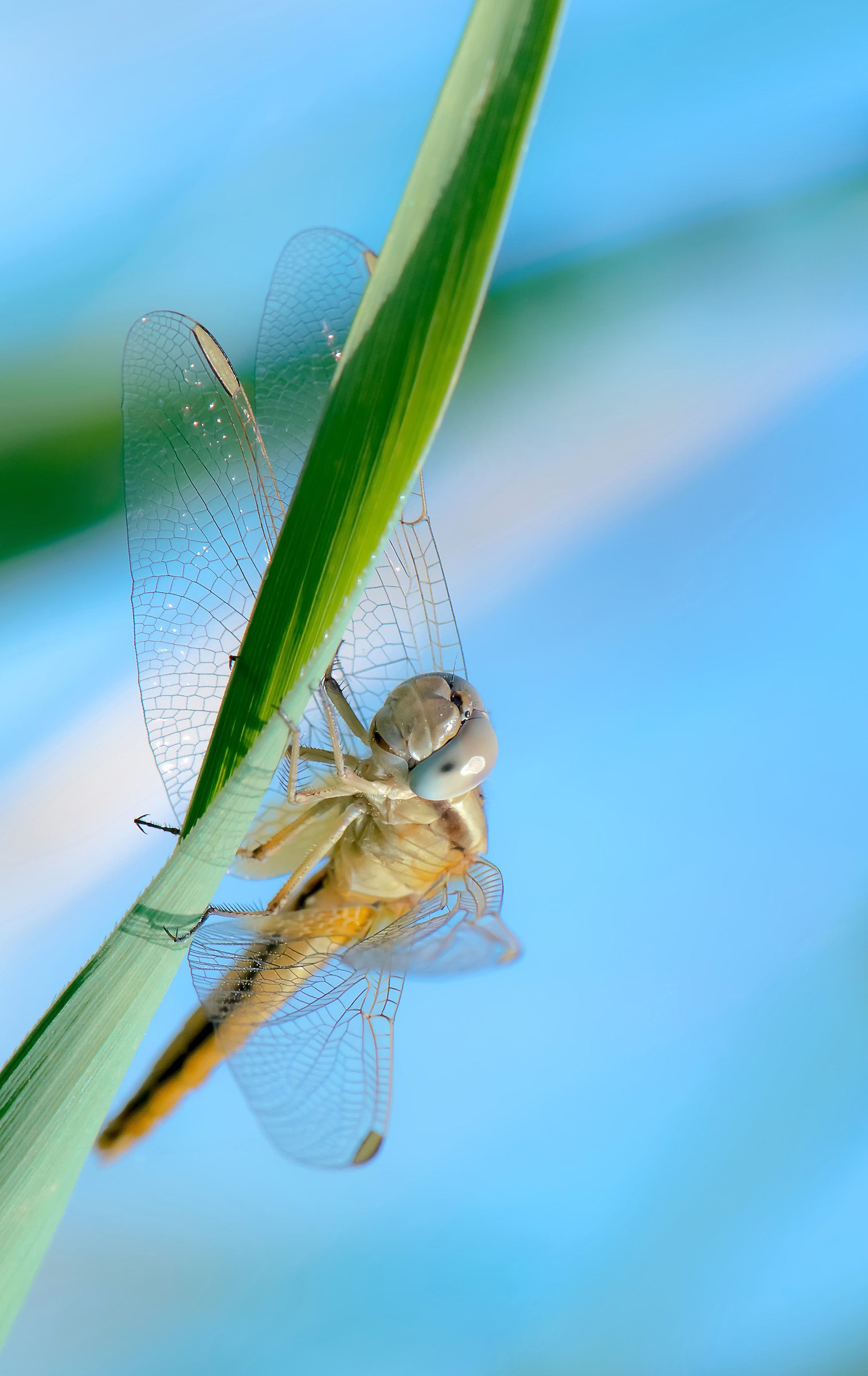 Dragonfly