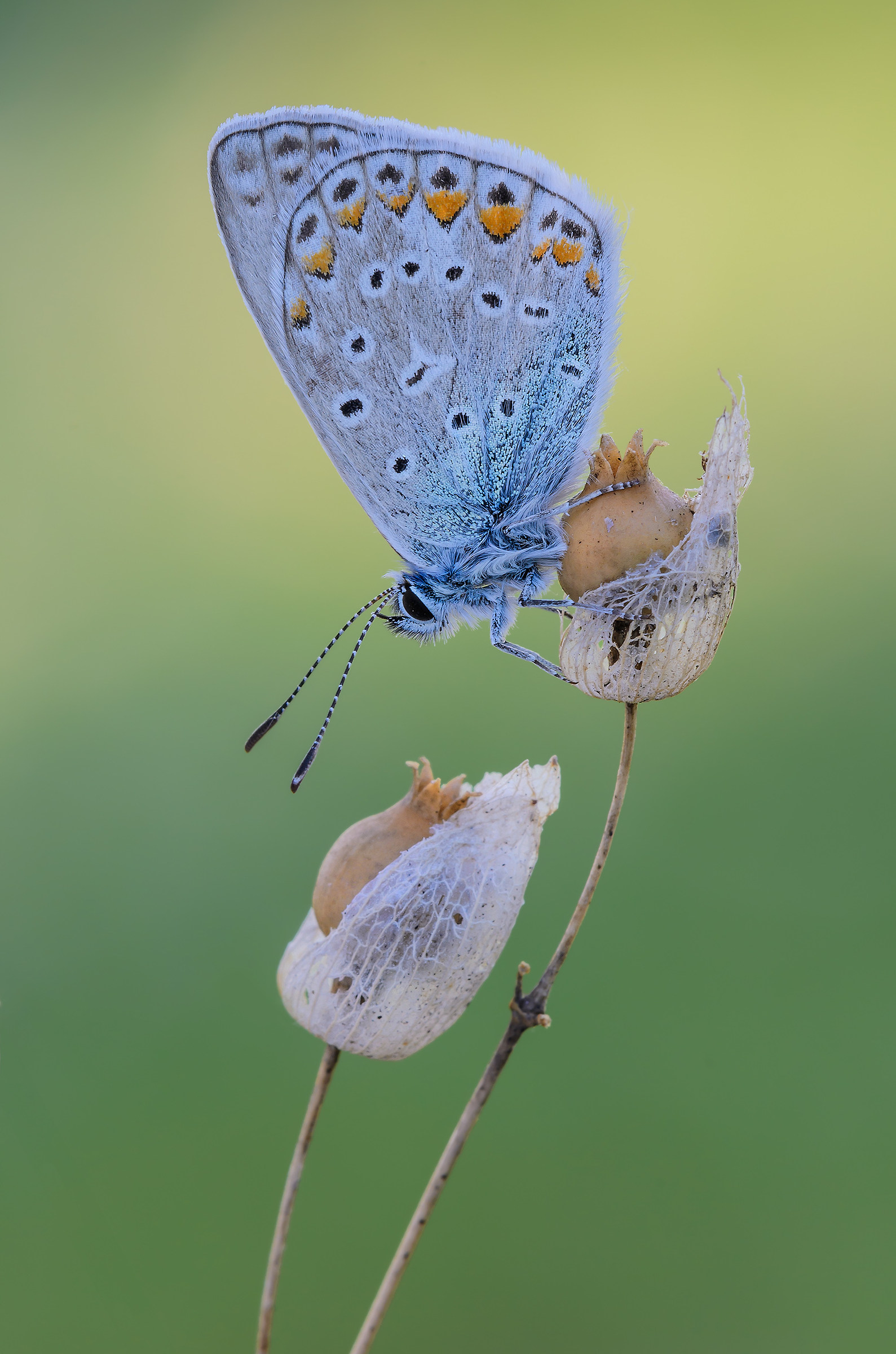 Polyommatus icarus