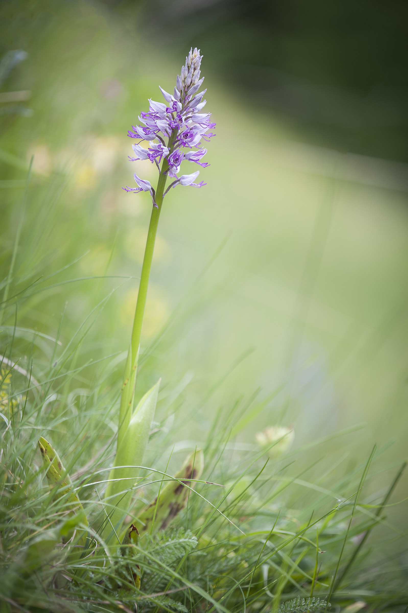 Orchis militaris