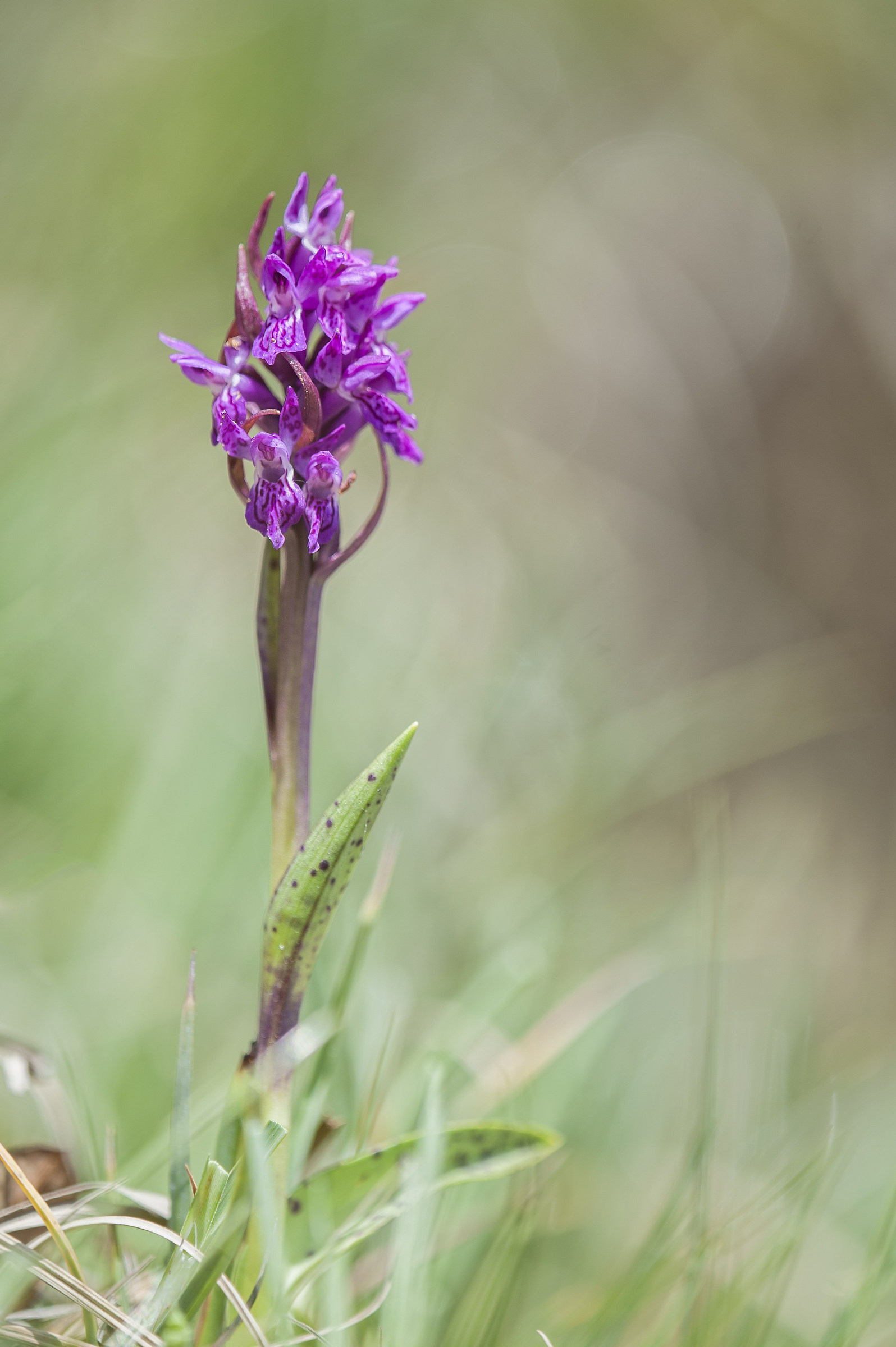 Dactylorhiza Majalis