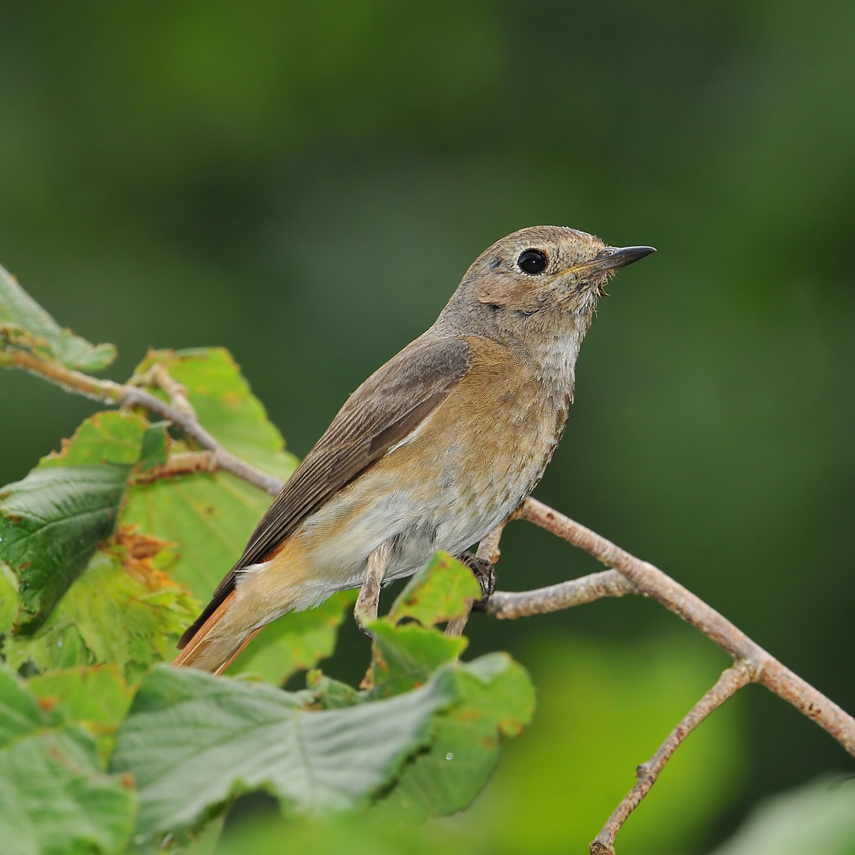 redstart female