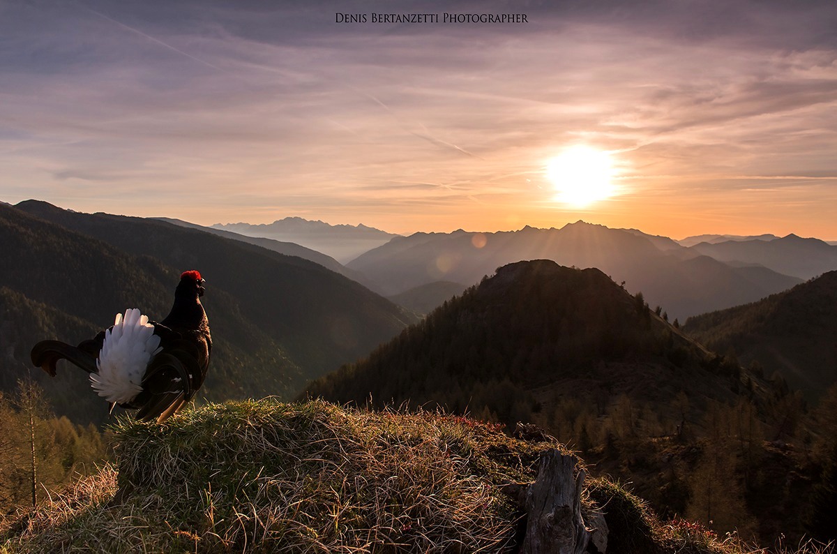 Fagiano di monte- Il Canto...