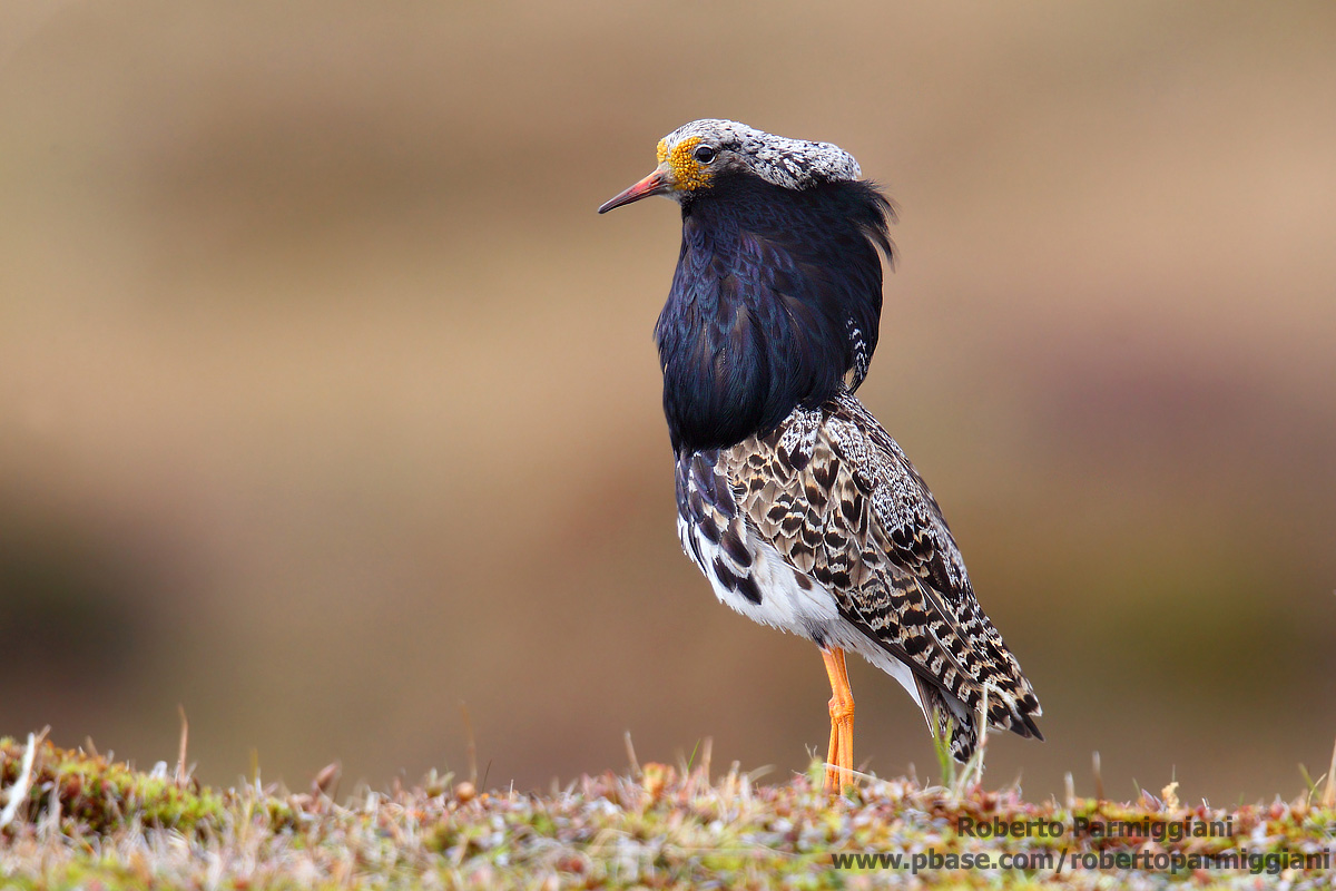 Orgoglioso della propria bellezza