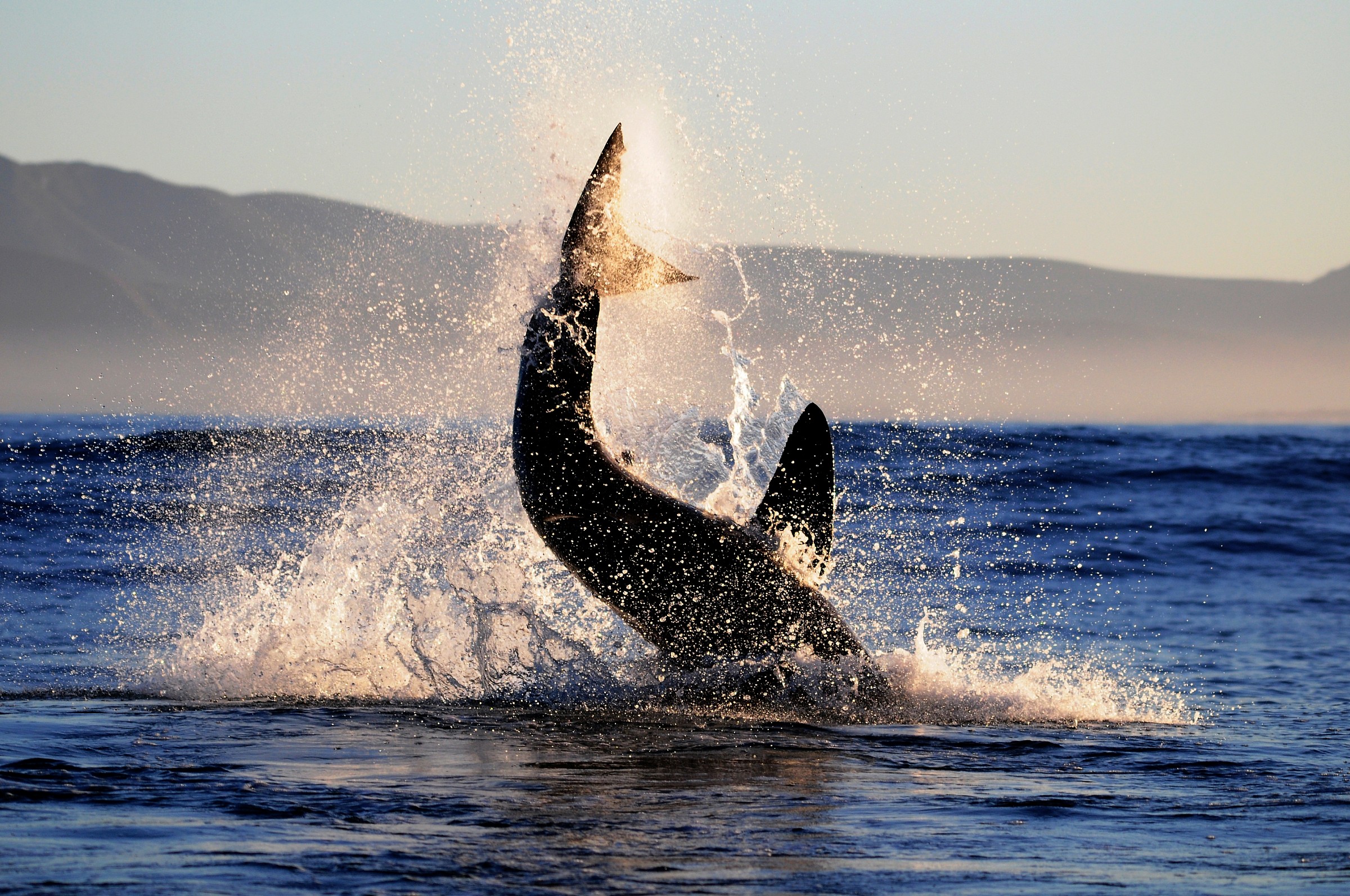 jump 1 Carcharodon carcharias