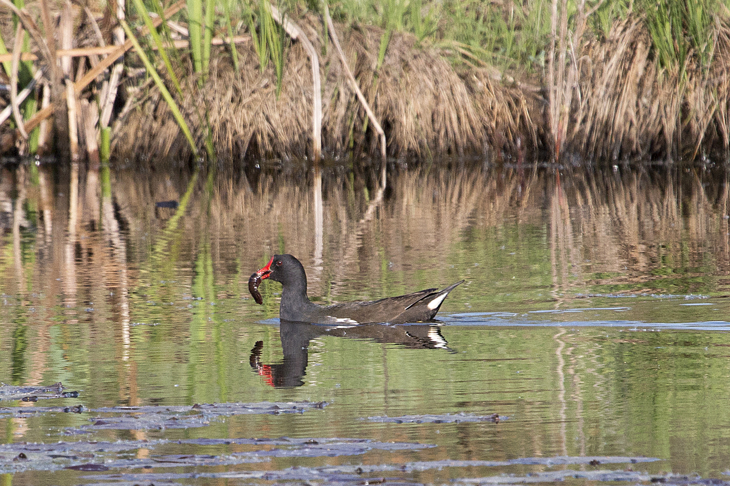 Moorhen