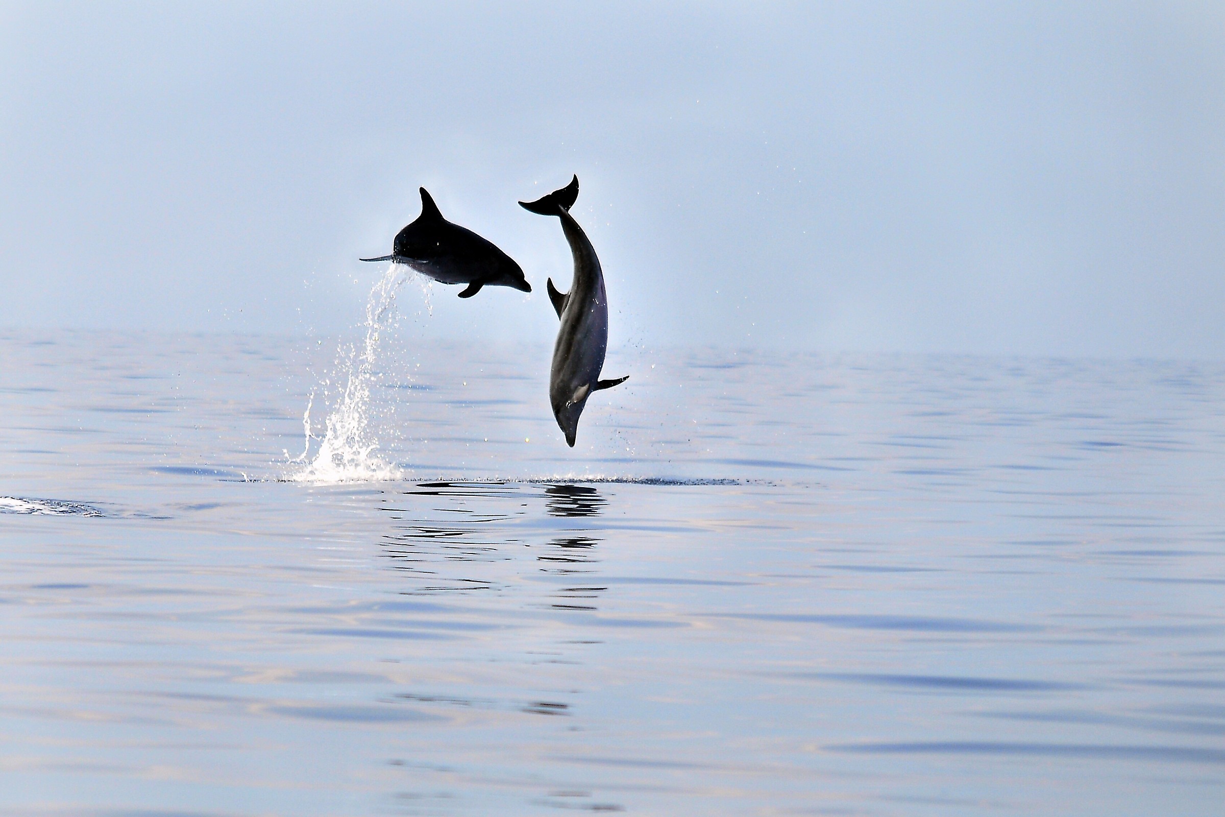 jump 2 Tursiops truncatus