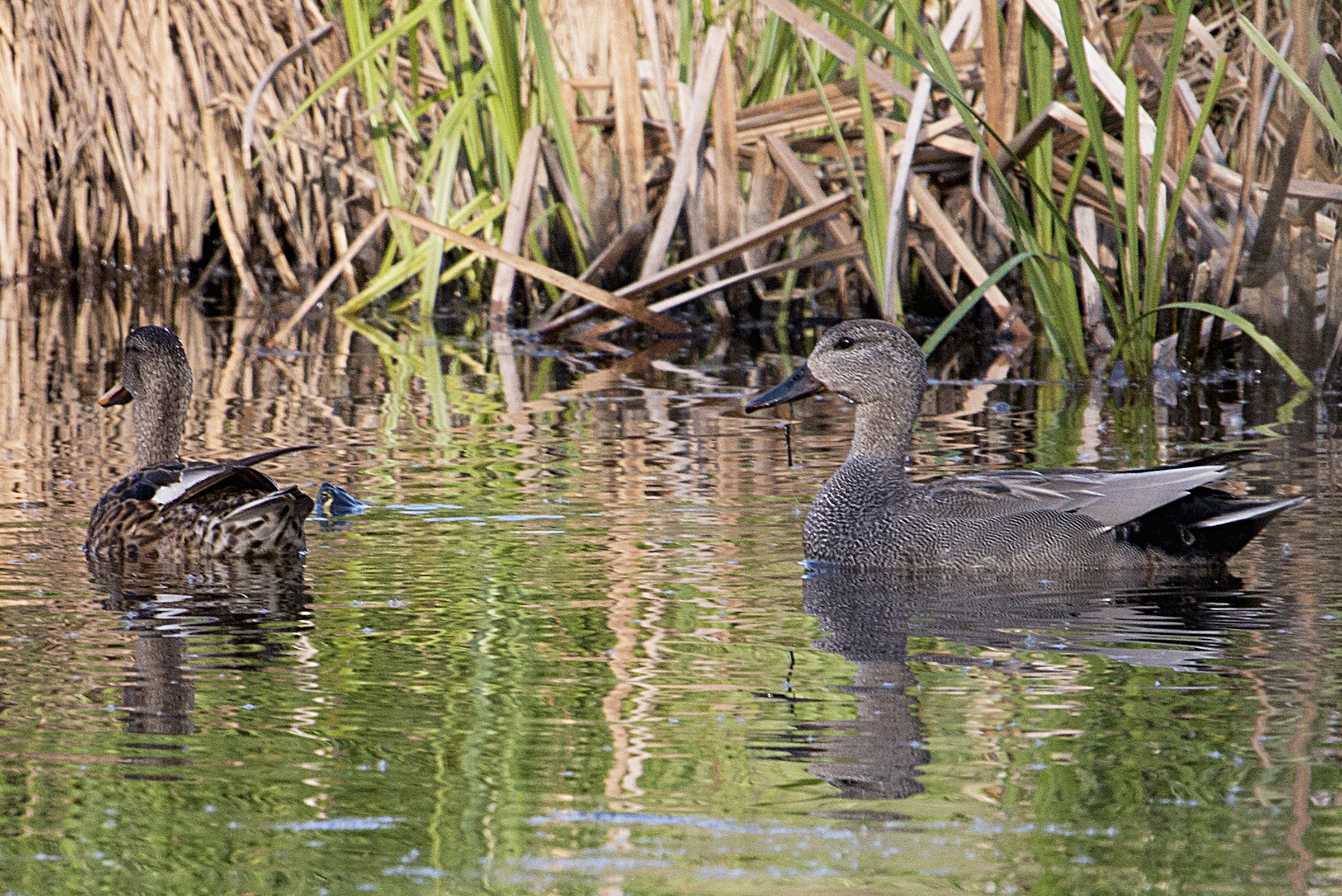Pair of Gadwalls