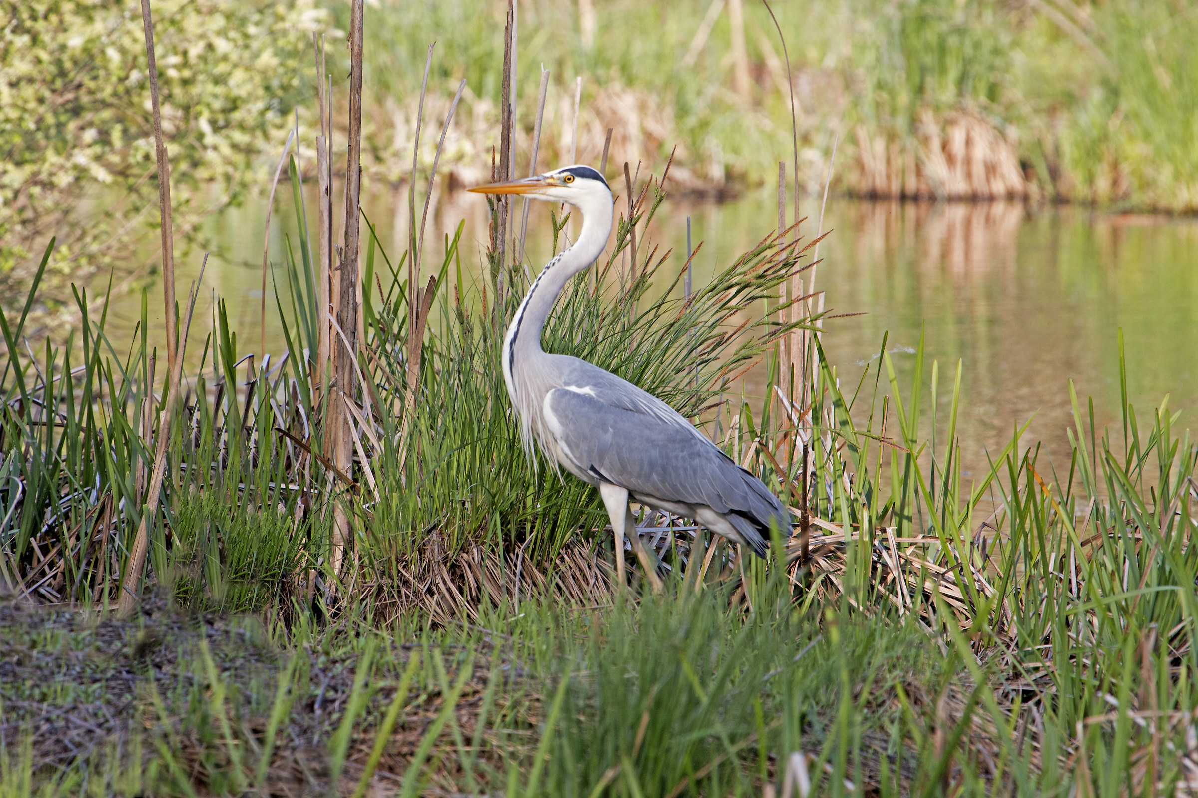 Grey Heron