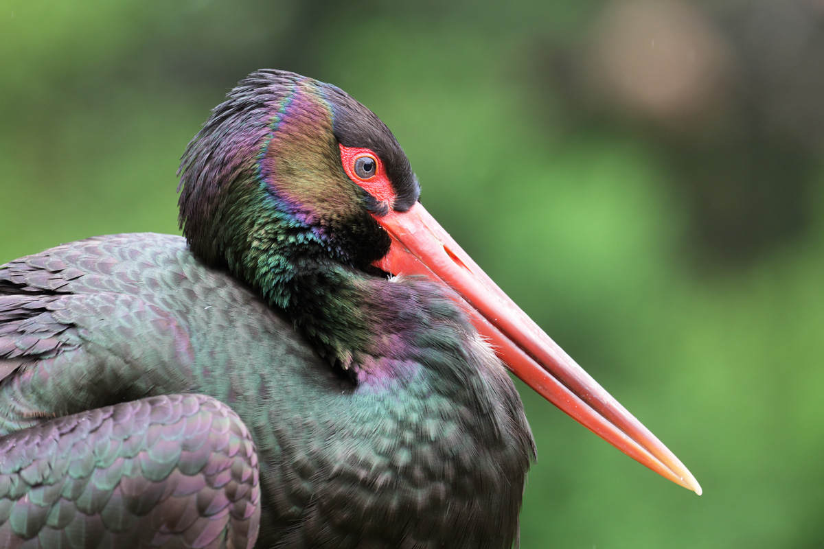 Black Stork