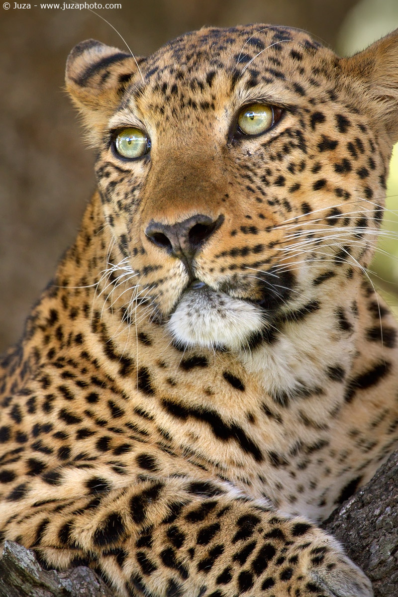 Panthera pardus (Leopardo), 014846