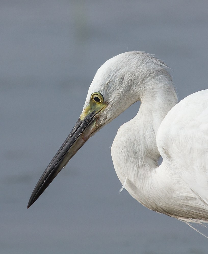 Portrait: Intermediate Egret.
