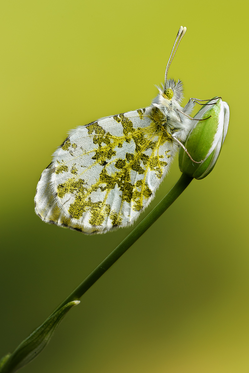 Anthocharis cardamines