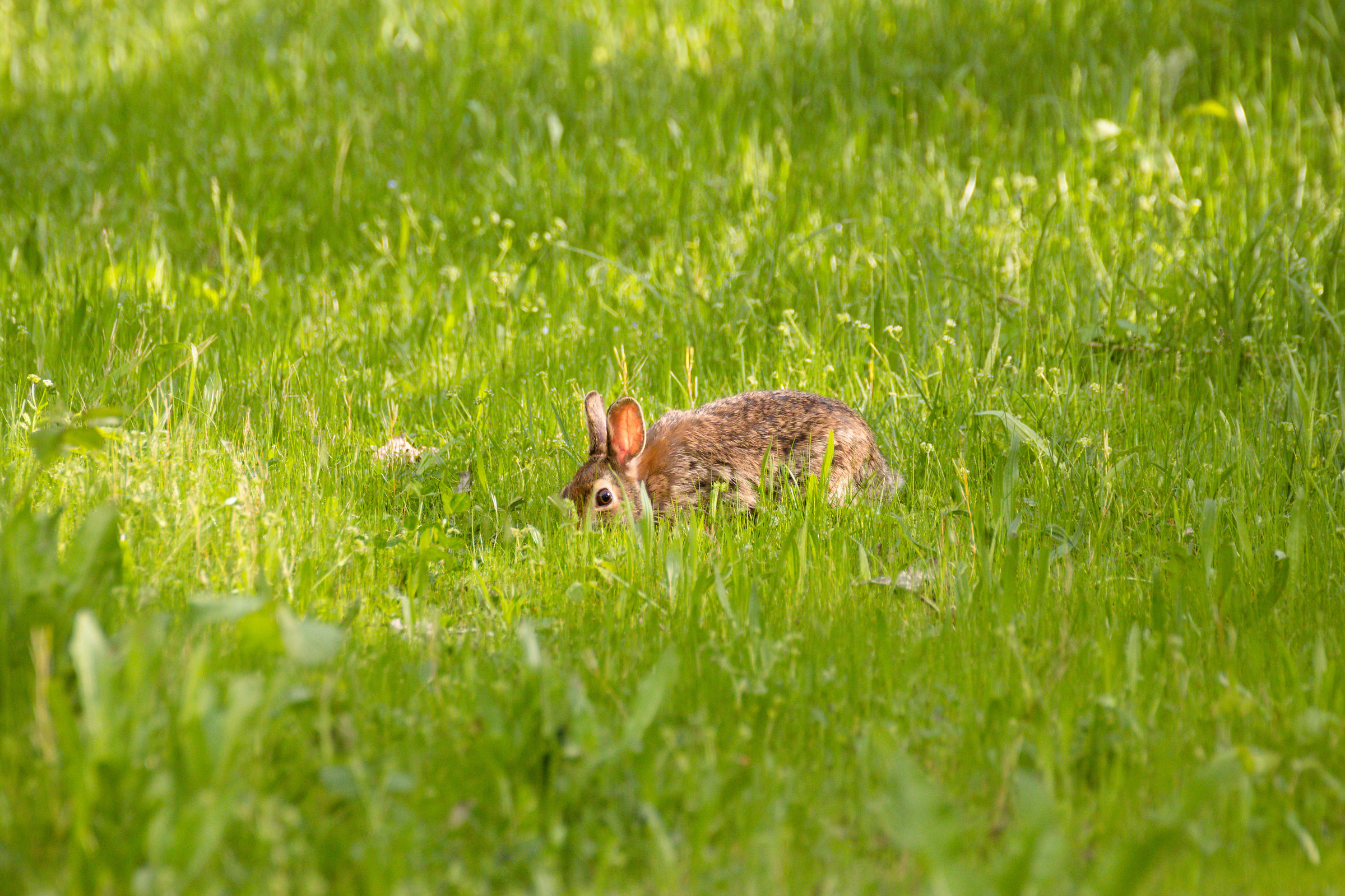Forse se mi metto giù.. così.. non mi vedr&agr...