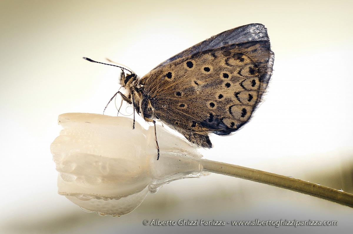 Farfalla all'infrarosso