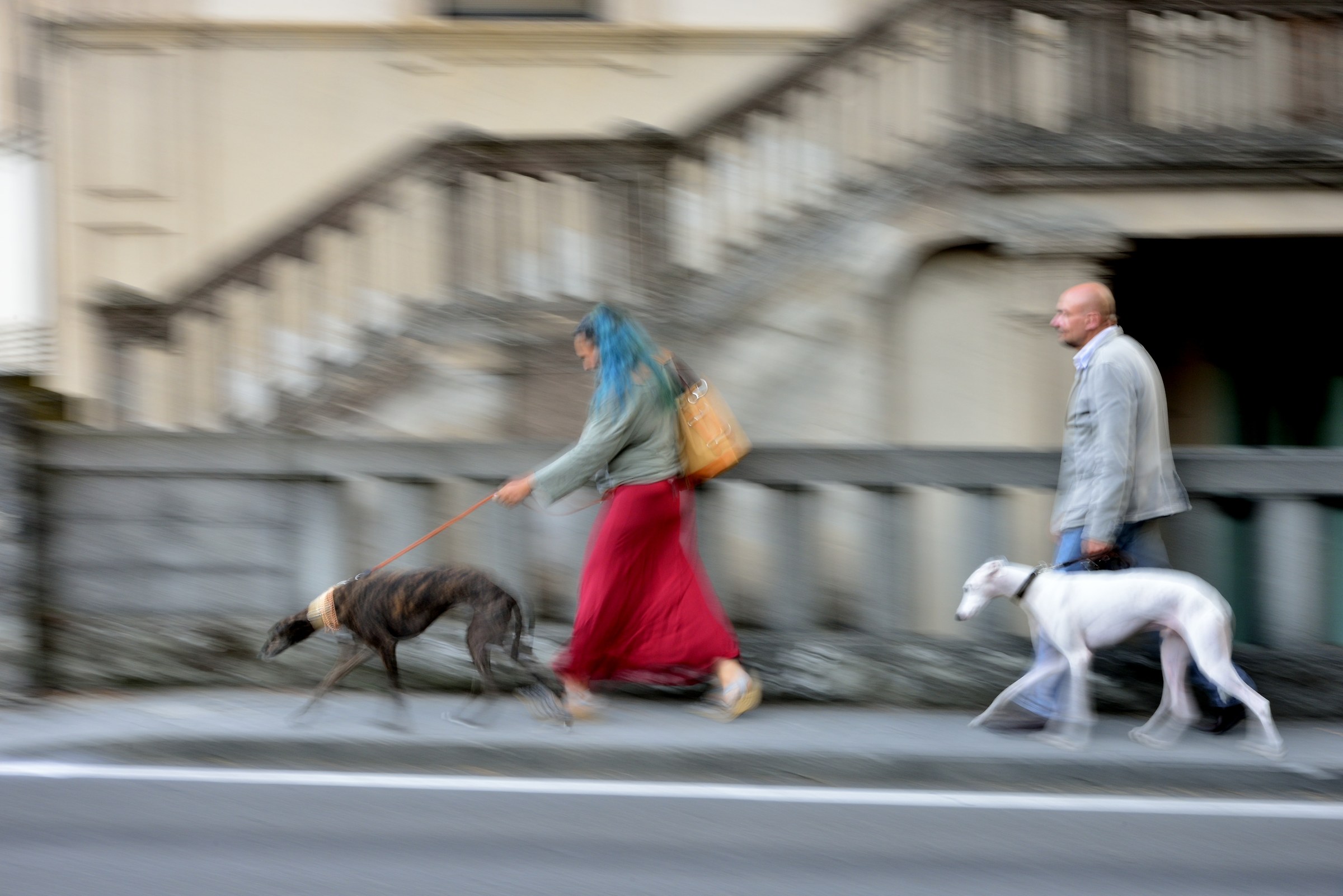 Levrieri a passeggio