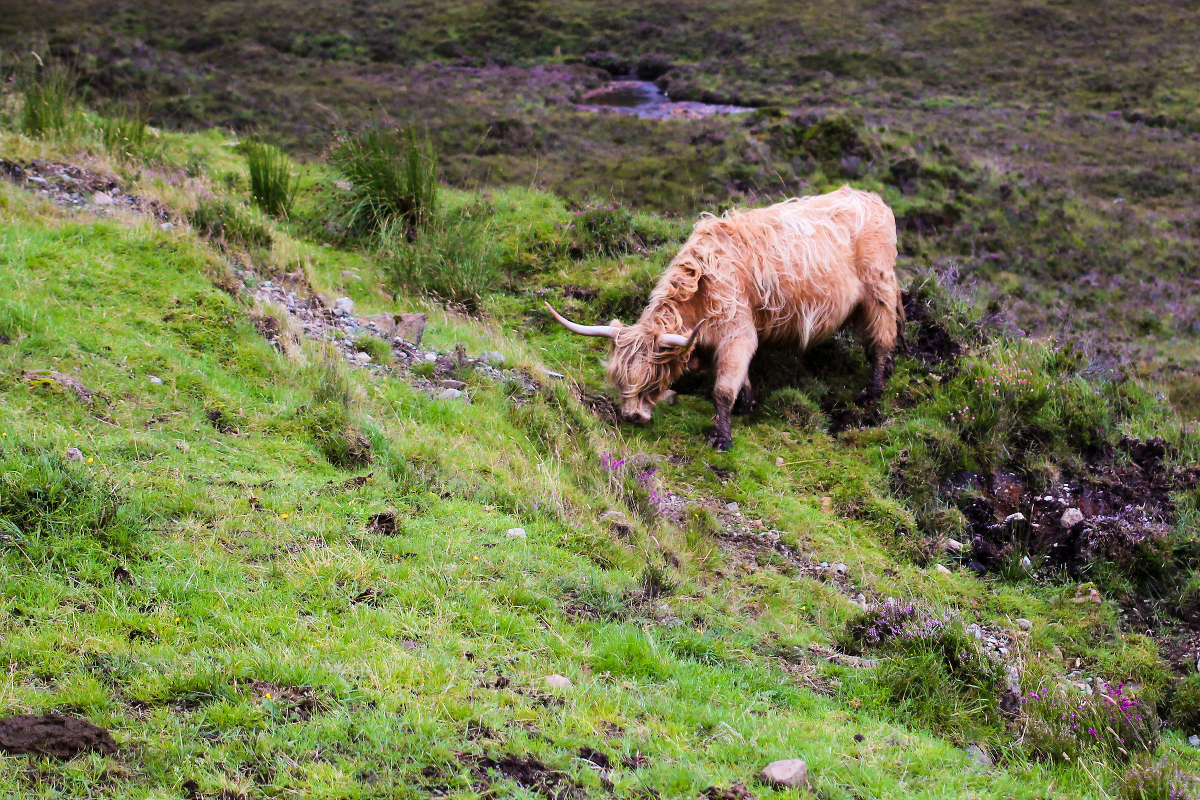 Highlander Cow