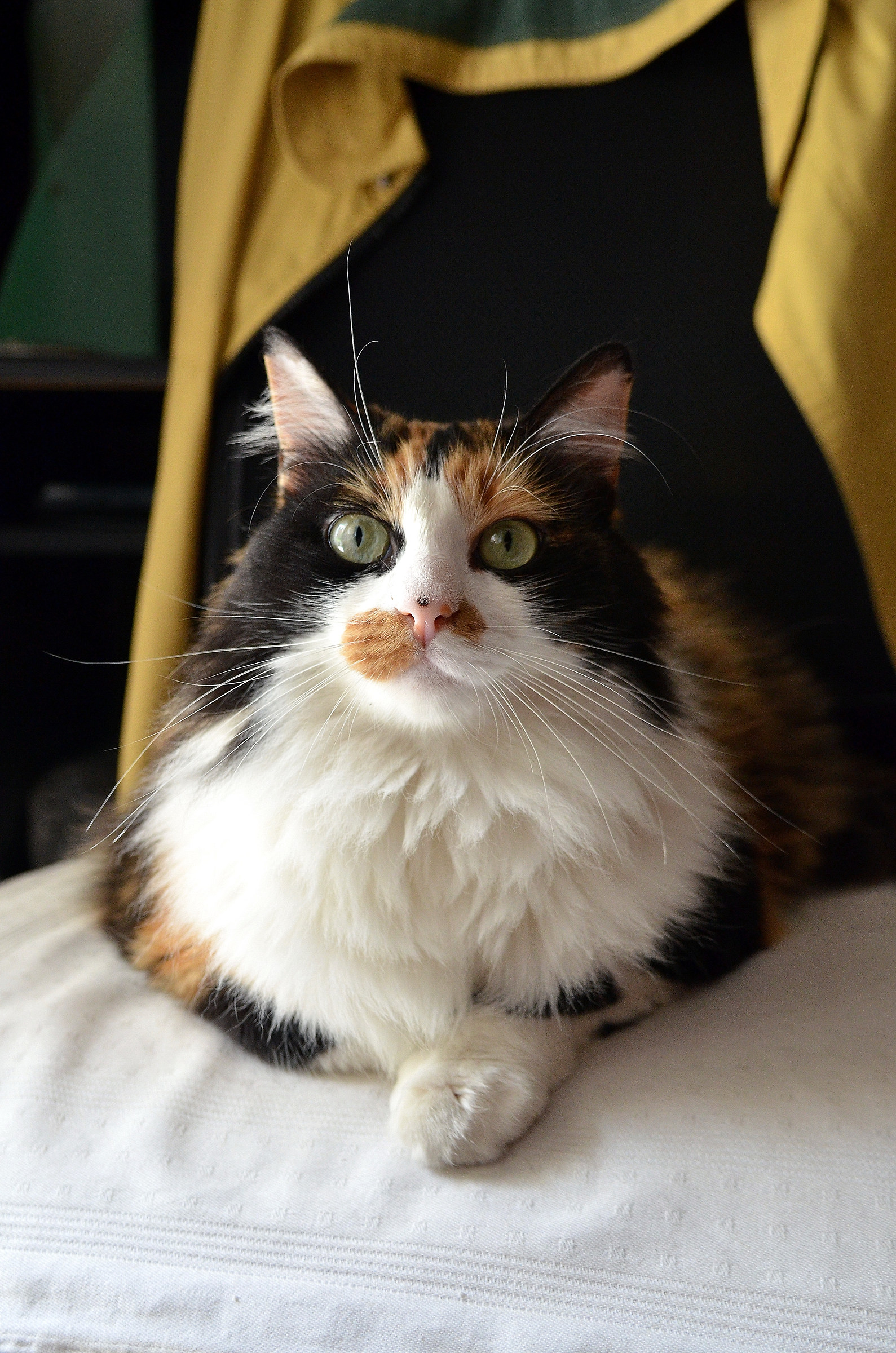 The shadow that .. there