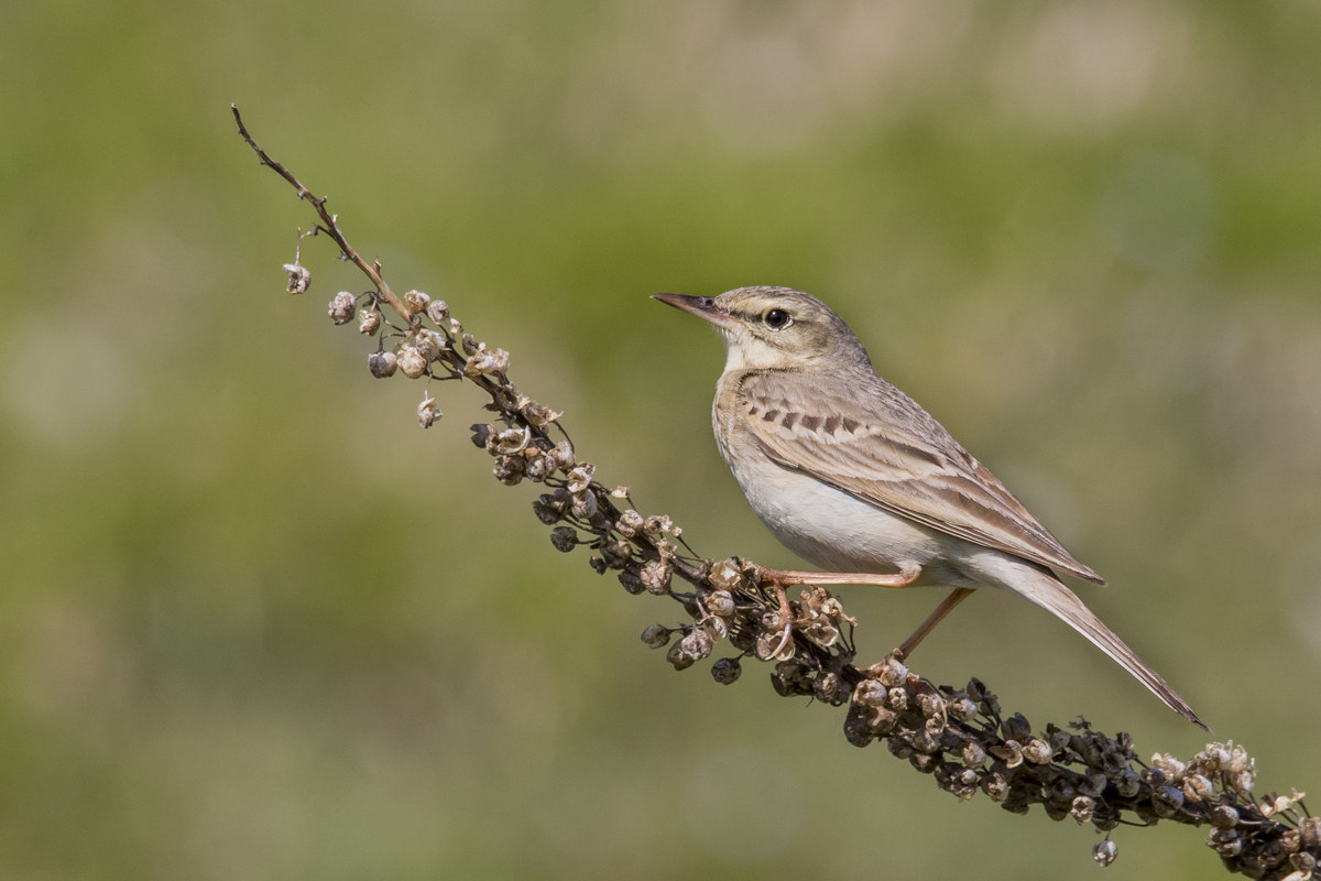 Pipit