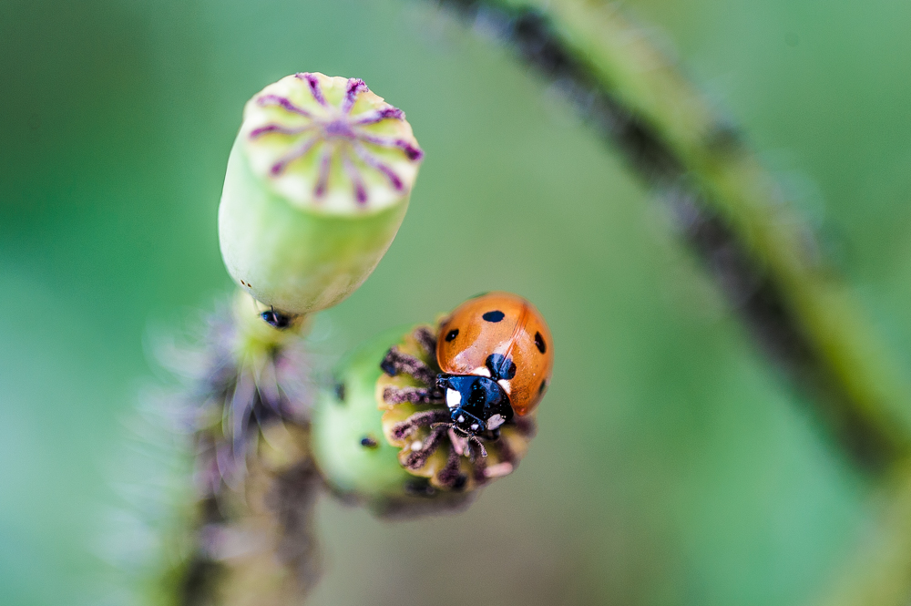 coccinella