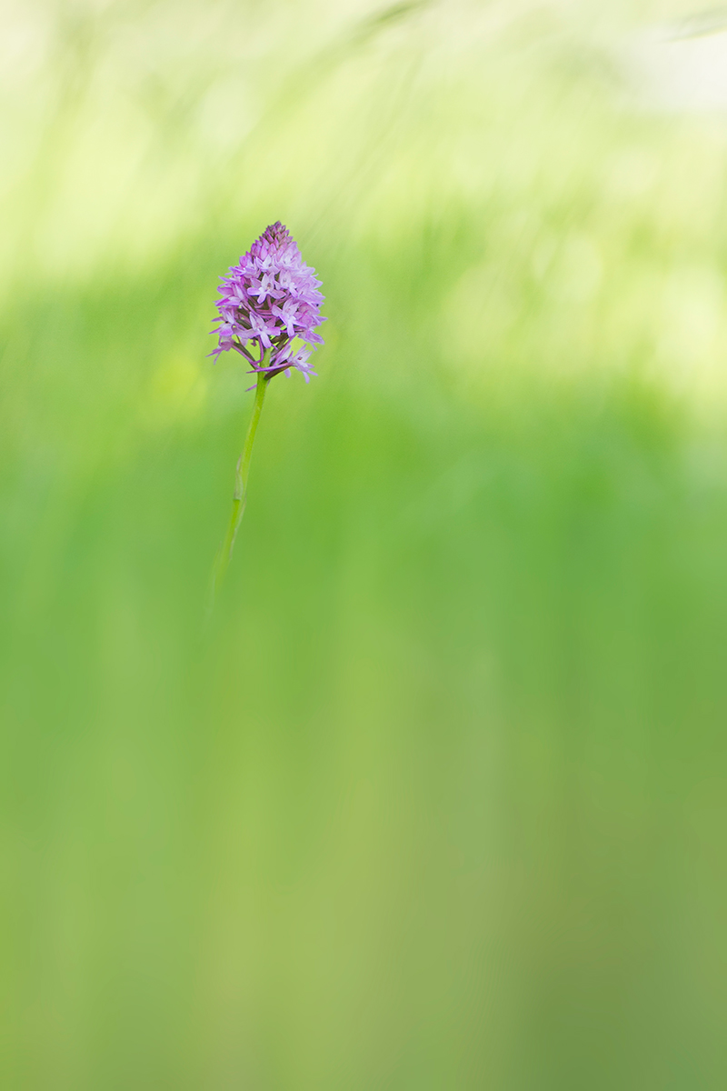 Anacamptis pyramidalis