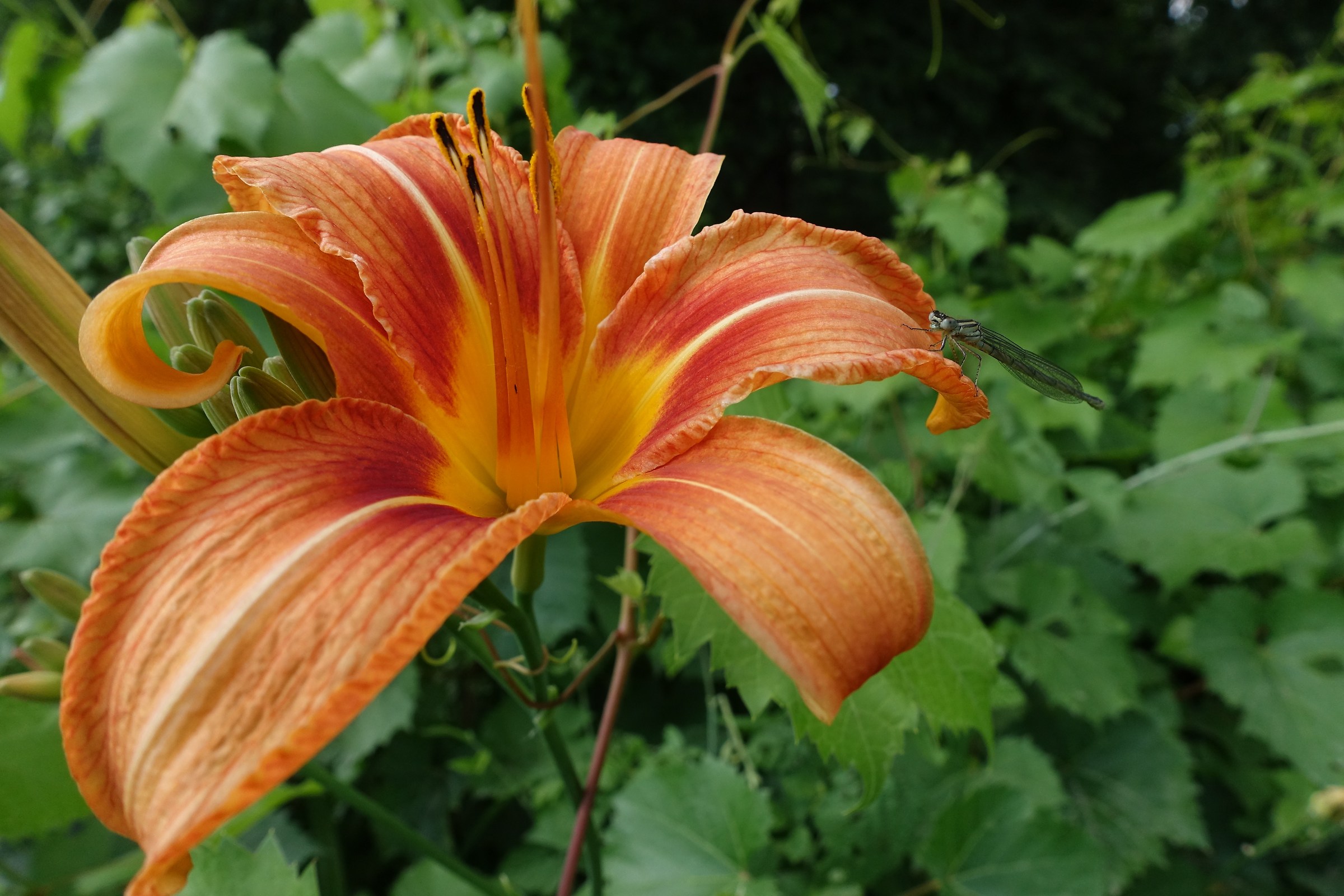 Wild lily along the Adda