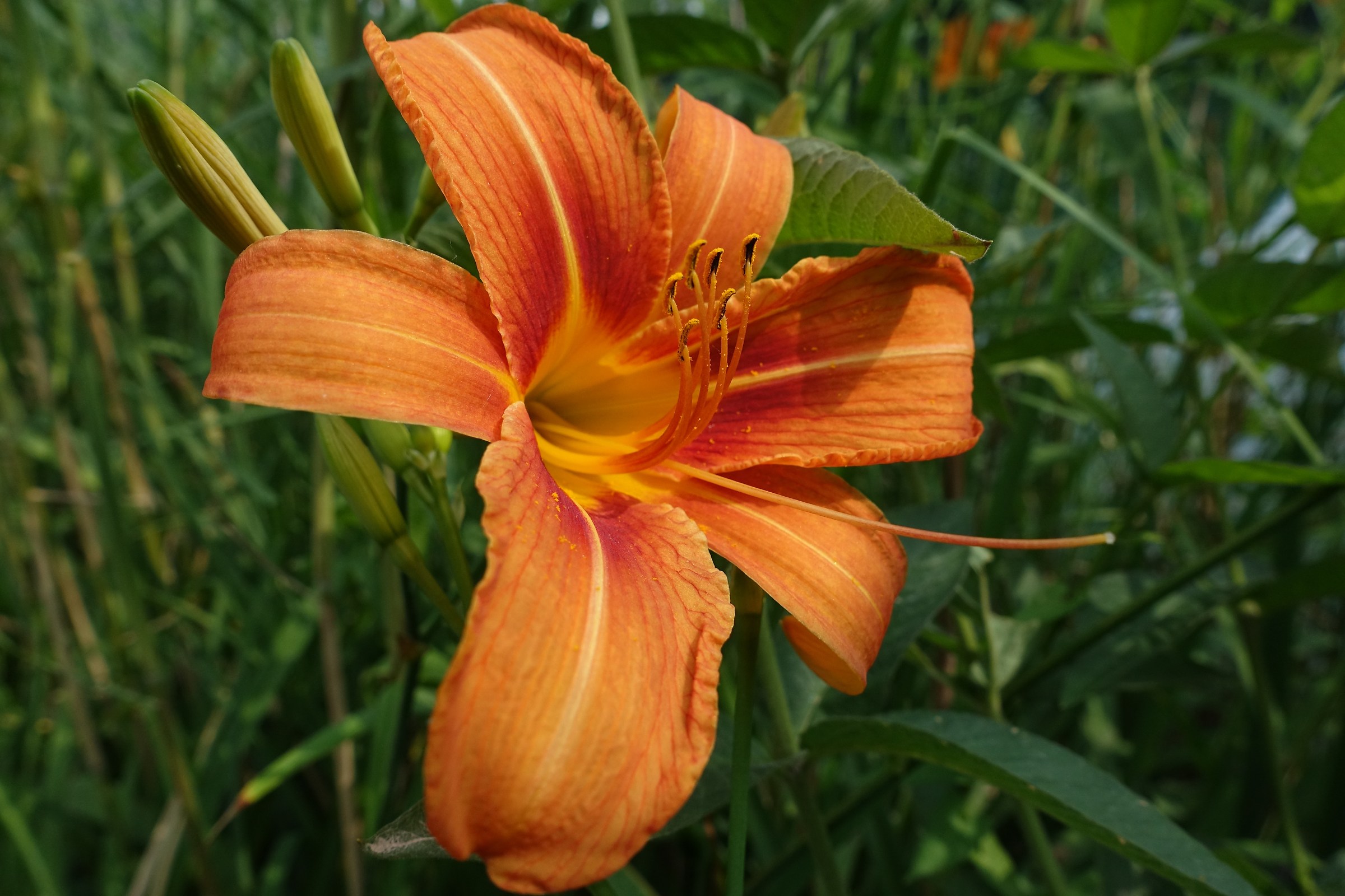 wild lily along the Adda (Adda North Park)