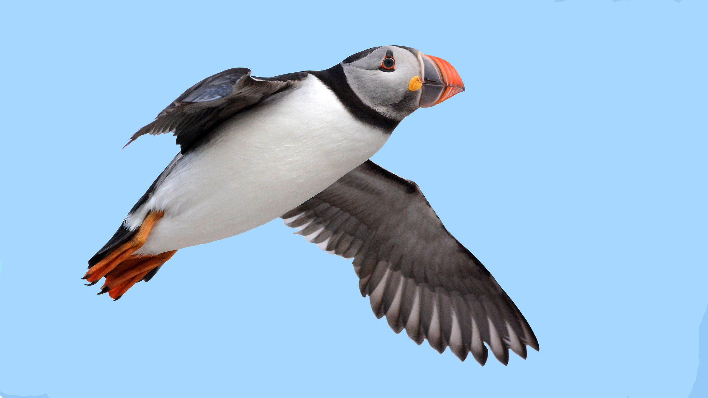 puffin
