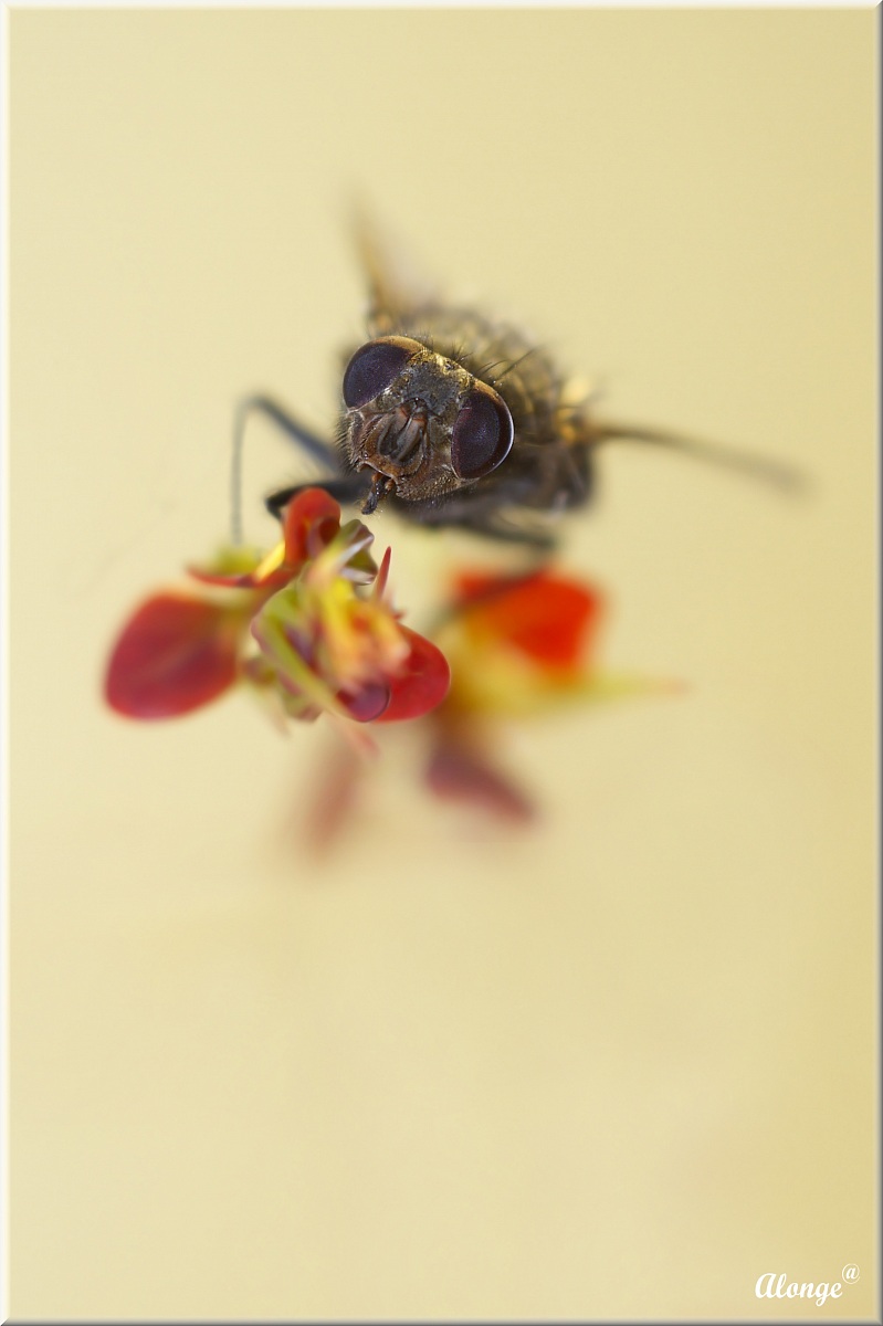 Sei proprio una testa di Mosca