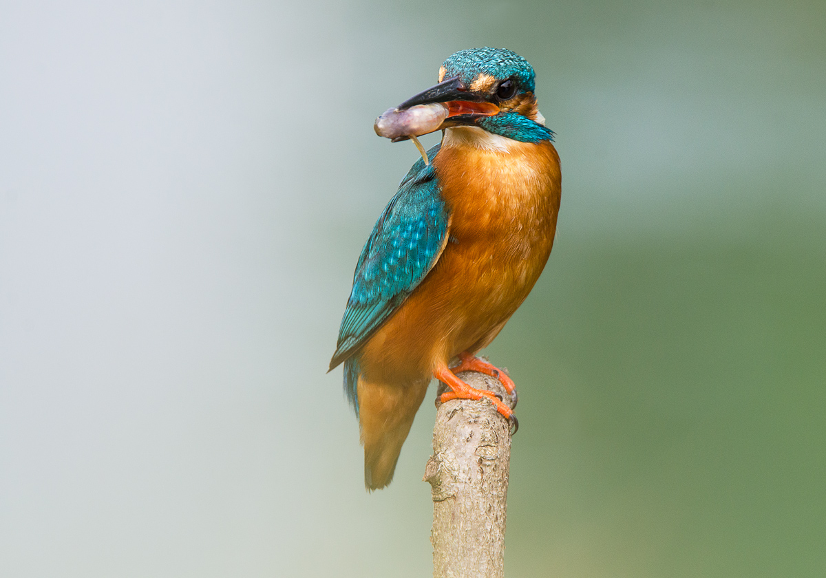 Kingfisher